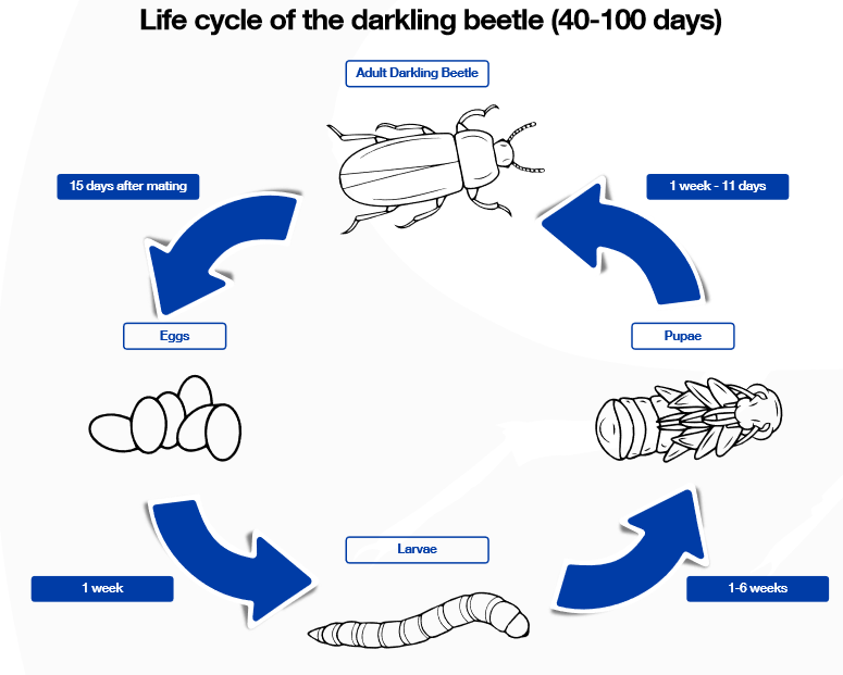 darkling beetles life cycle