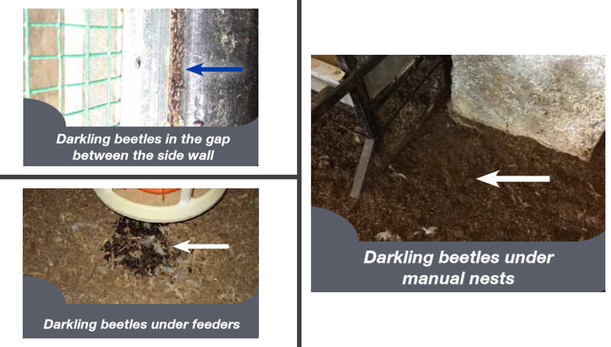 Common locations for darkling beetles