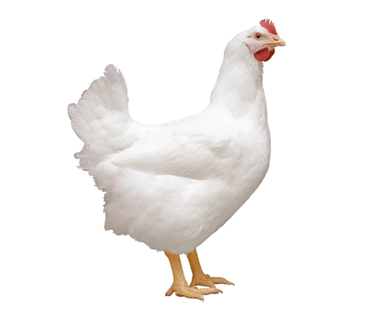 Cobb expands its footprint in Africa with new JV