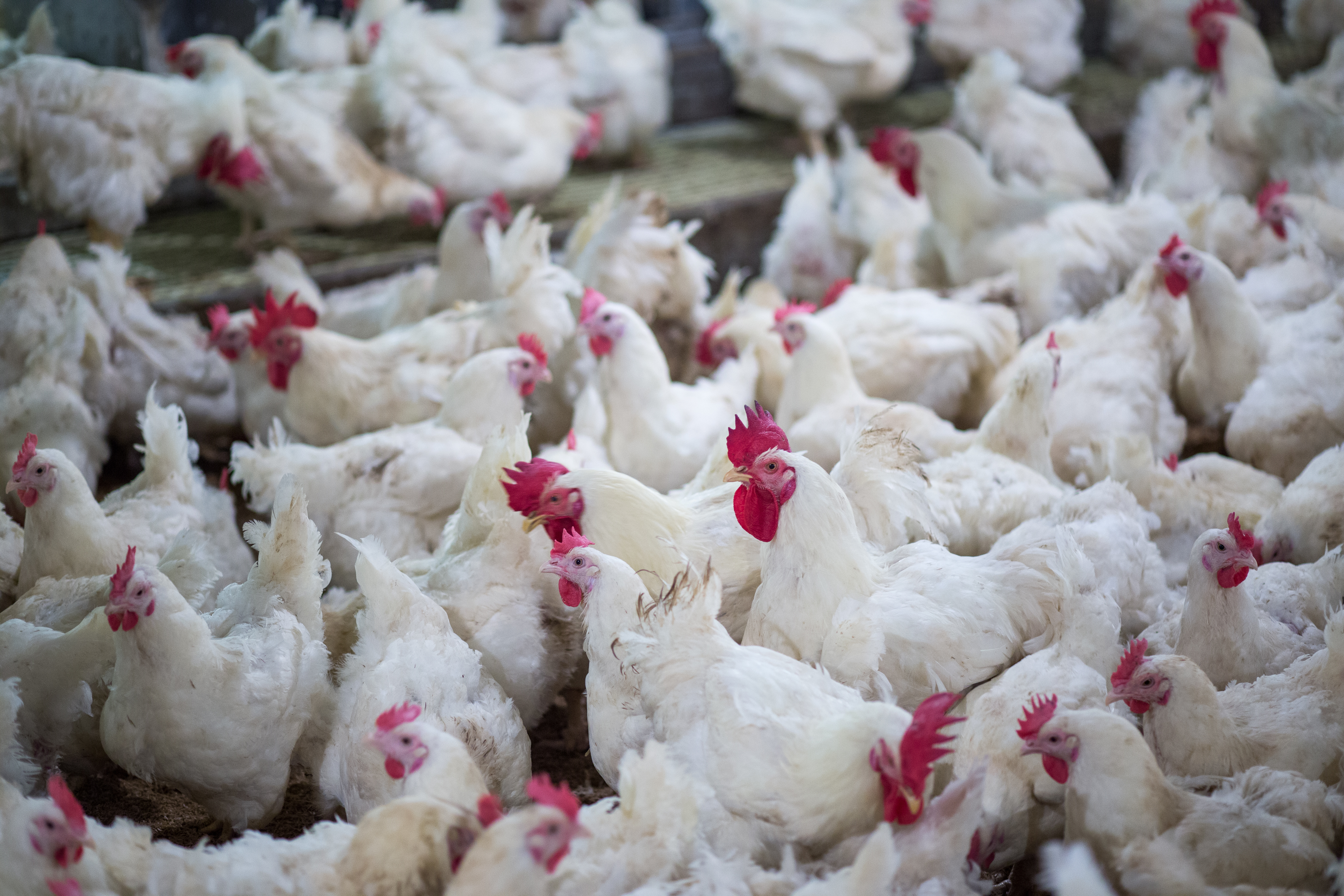 Large group of broiler breeder chickens in barn