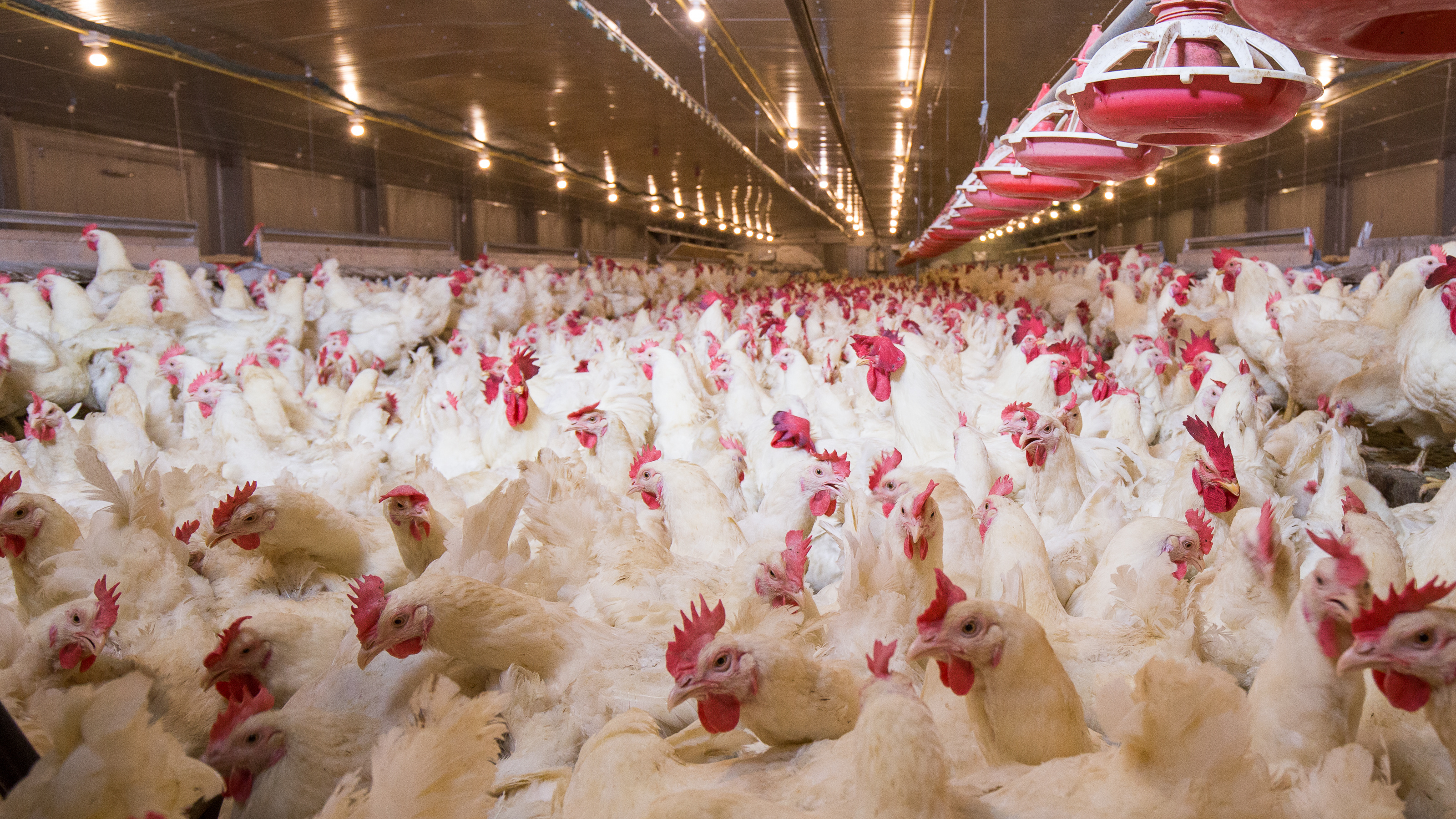 a large flock of broiler breeder chickens in an indoor barn