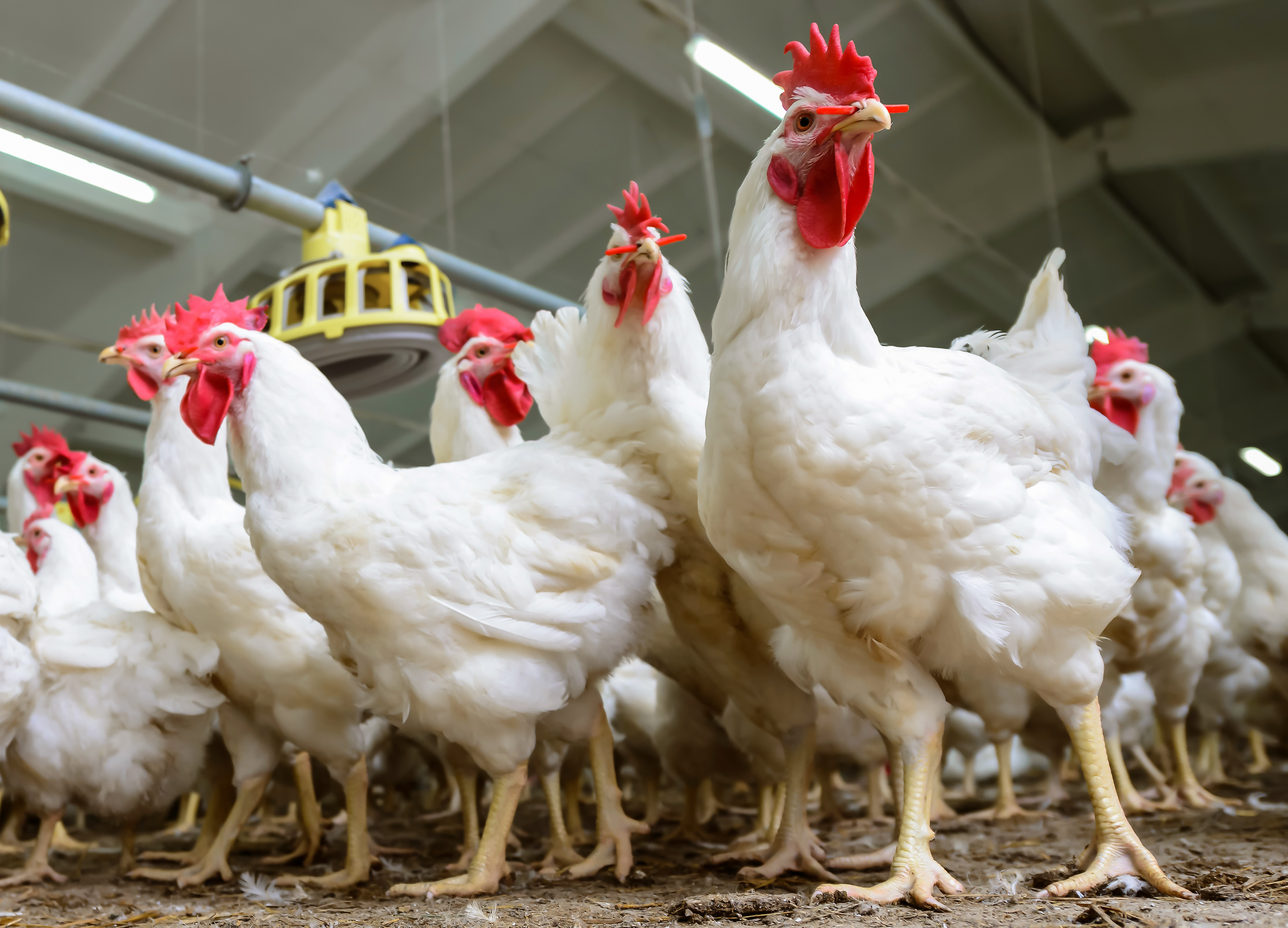 broiler breeder chickens standing in a shed