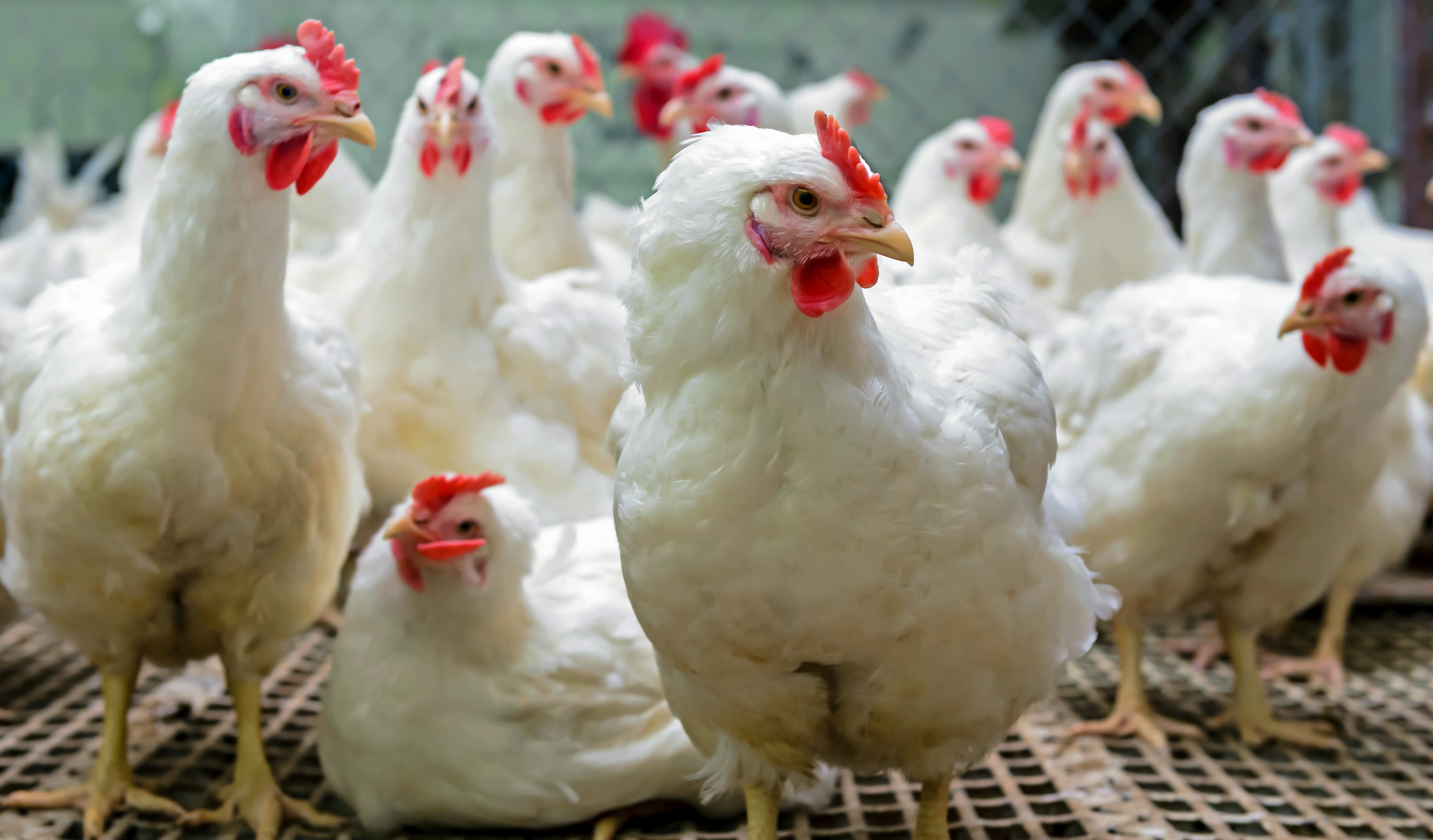 broiler chickens standing on a slatted floor