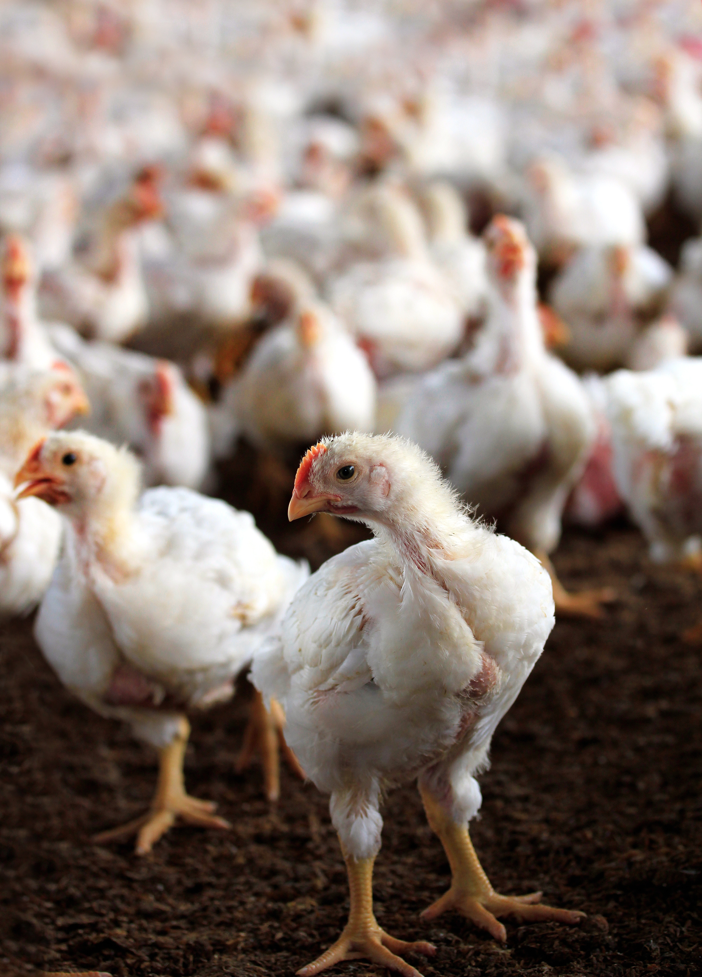 Managing the condition of litter in poultry houses is a crucial aspect of preventing Salmonella