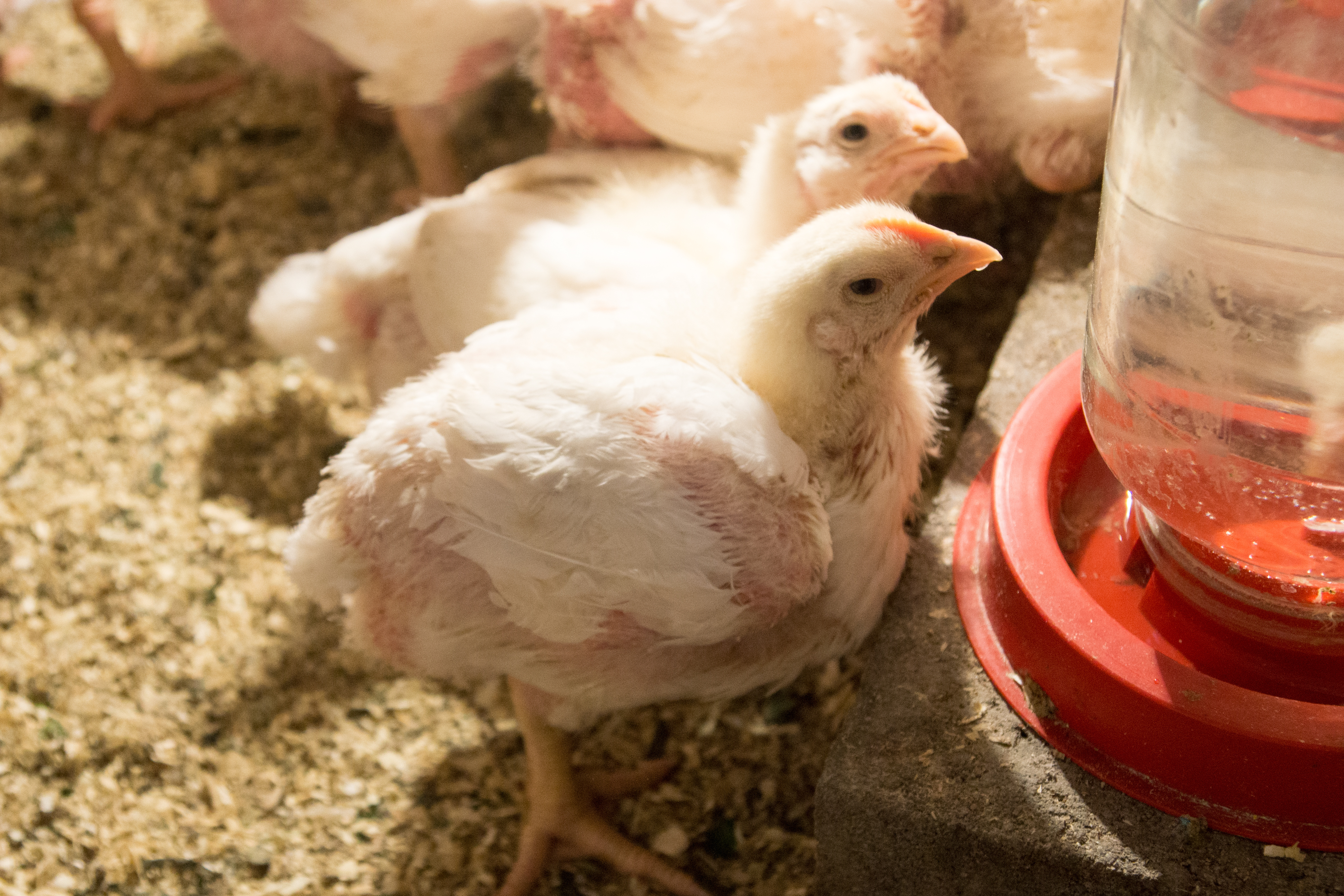Replacing antibiotics in poultry feed has been a priority for producers