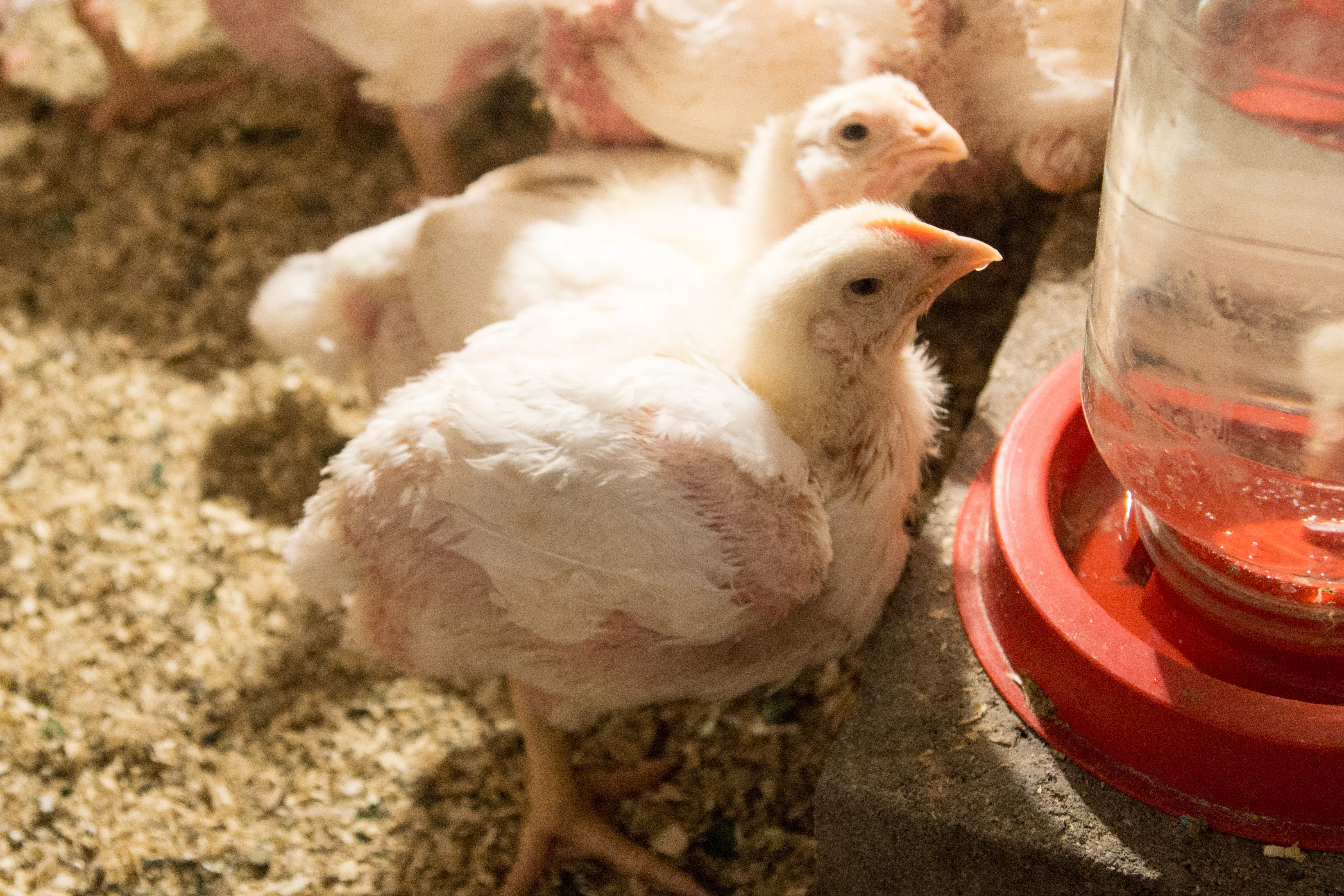 a chicken eating at a feeder