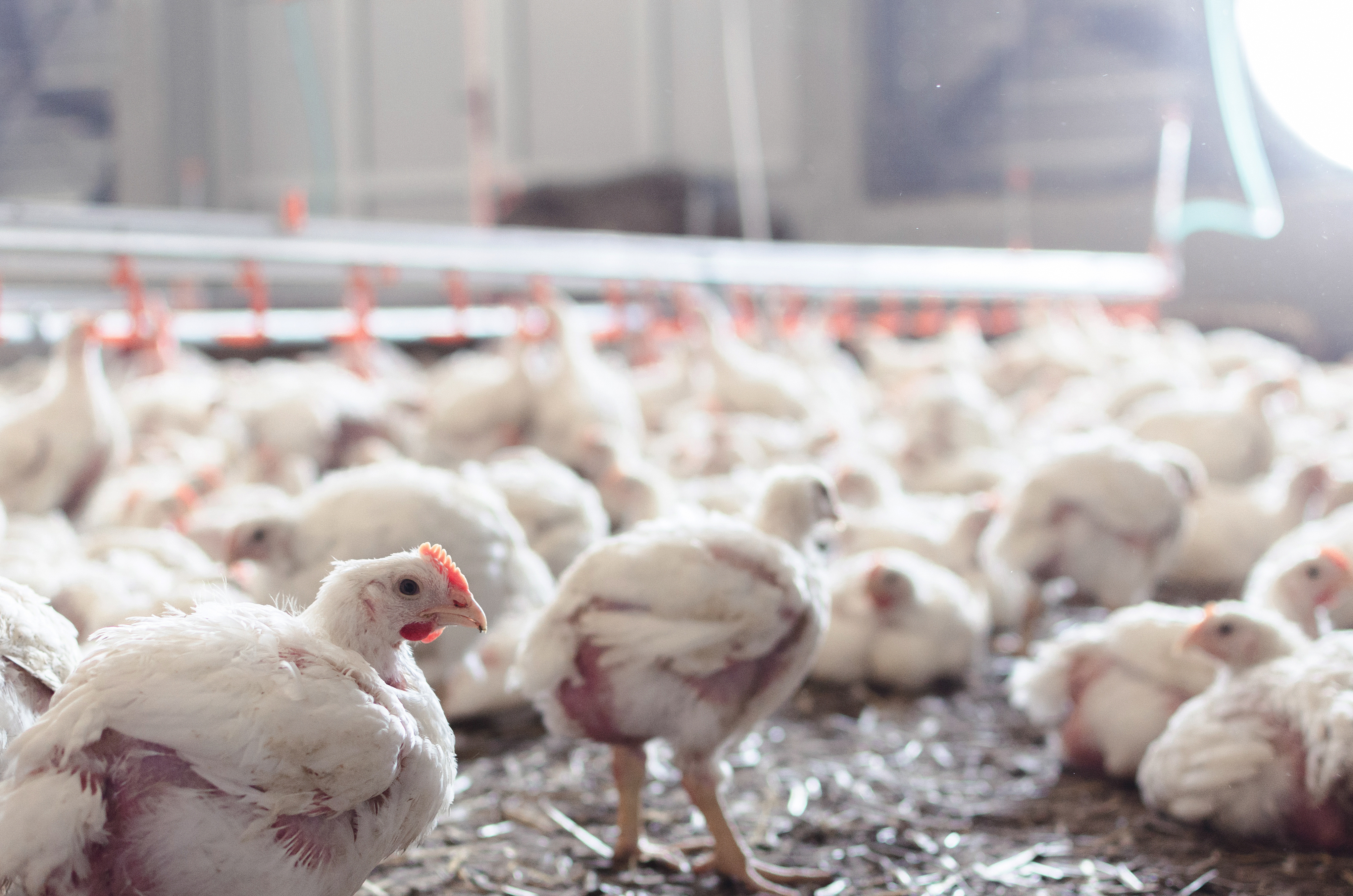 How the risky business of contract poultry farming works