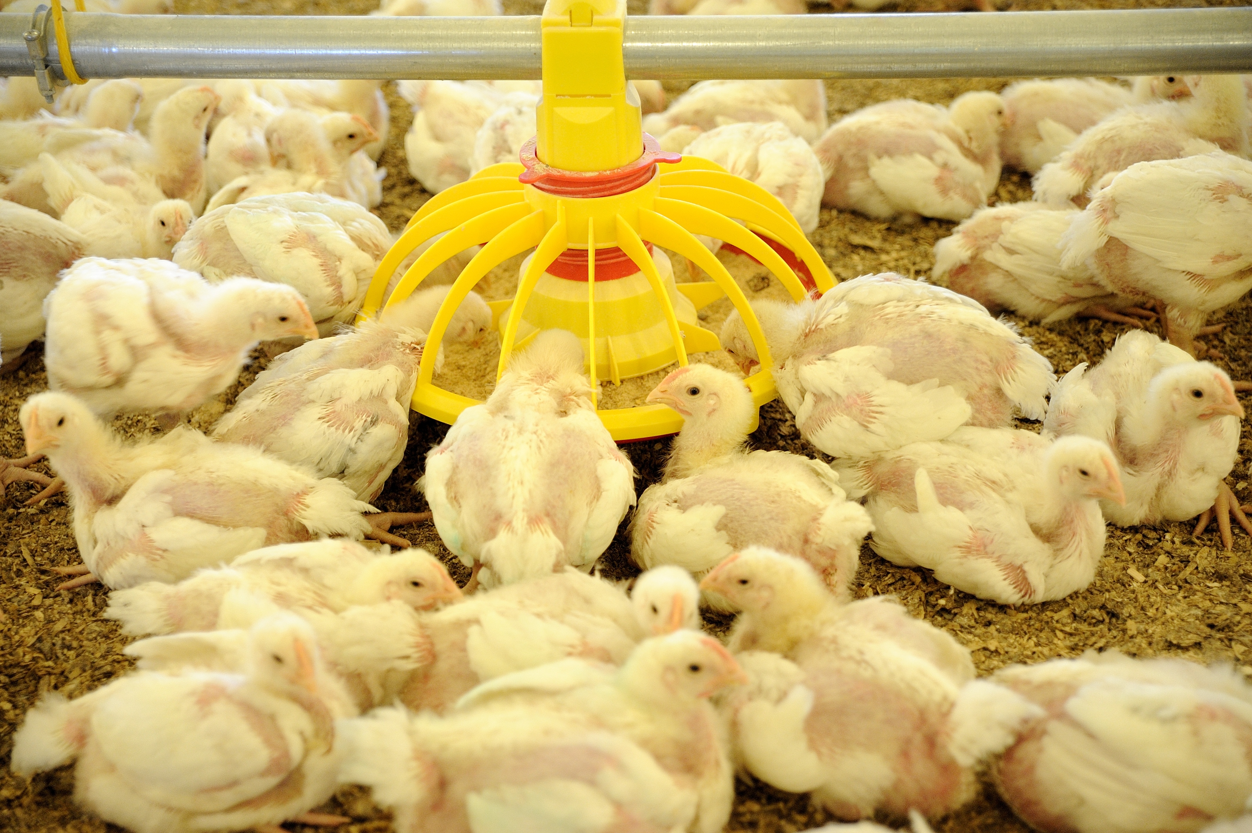 What is a broiler, and how can you use it?