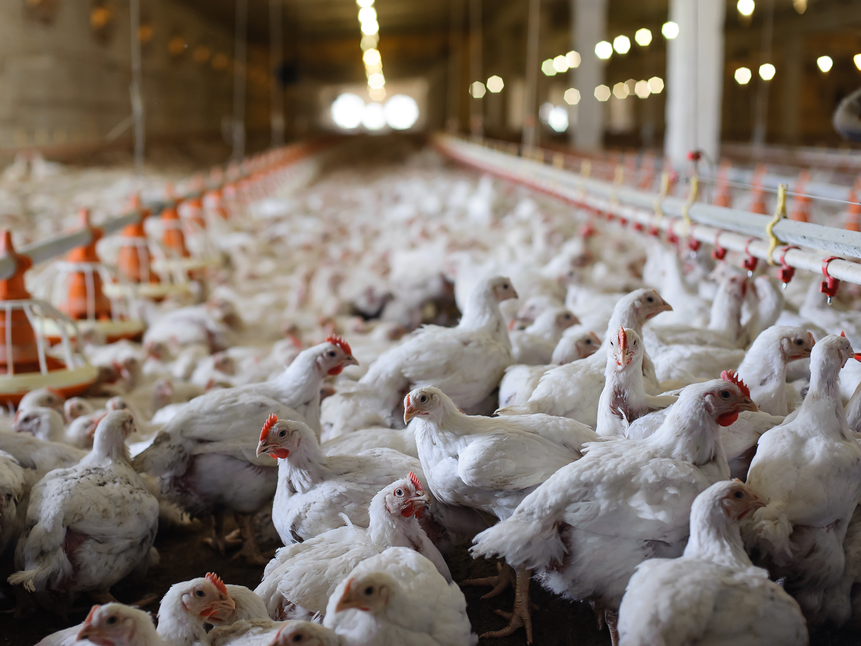 broiler chickens in an indoor barn