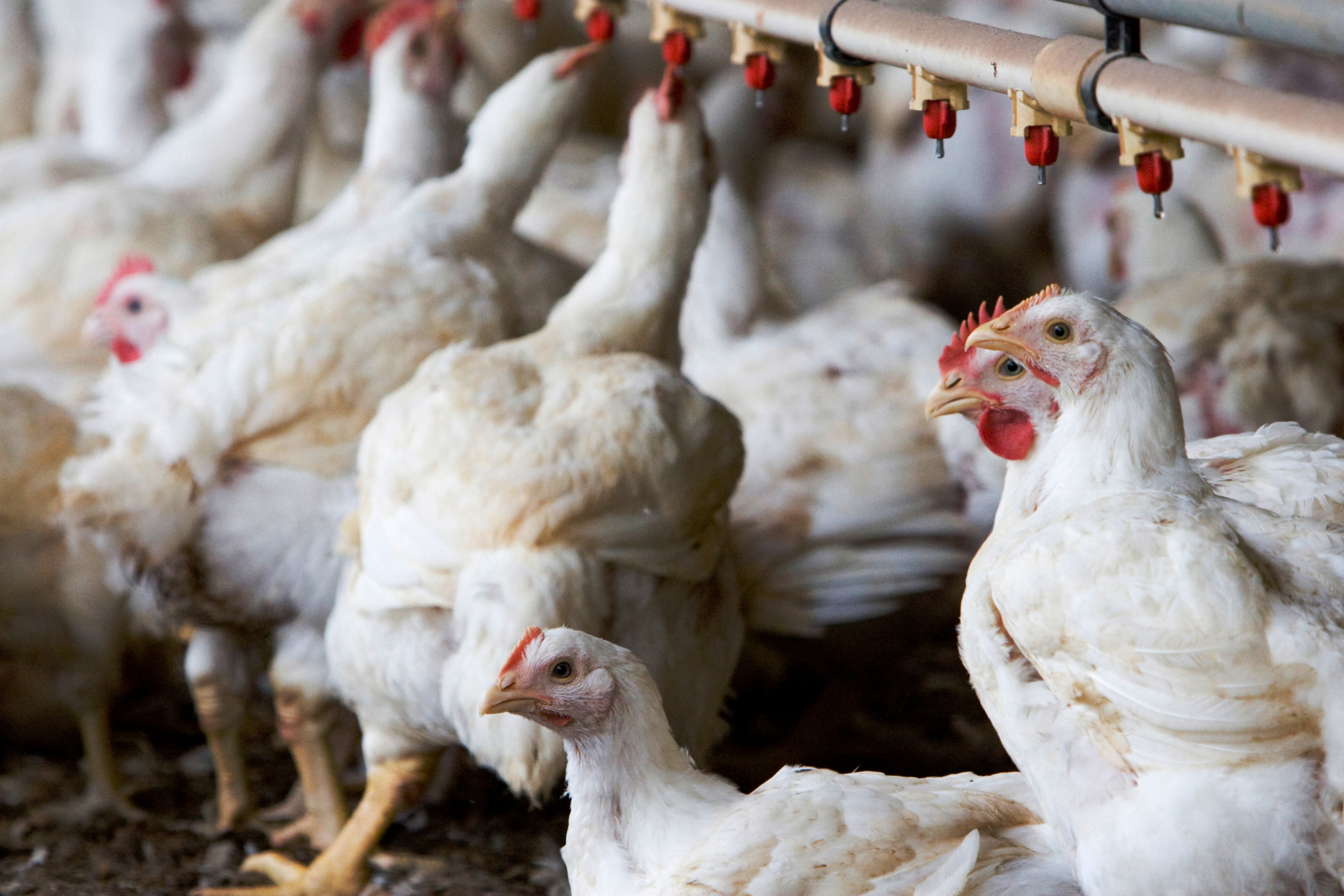 Thinking of starting a poultry business? Here's what you need to know | The  Poultry Site