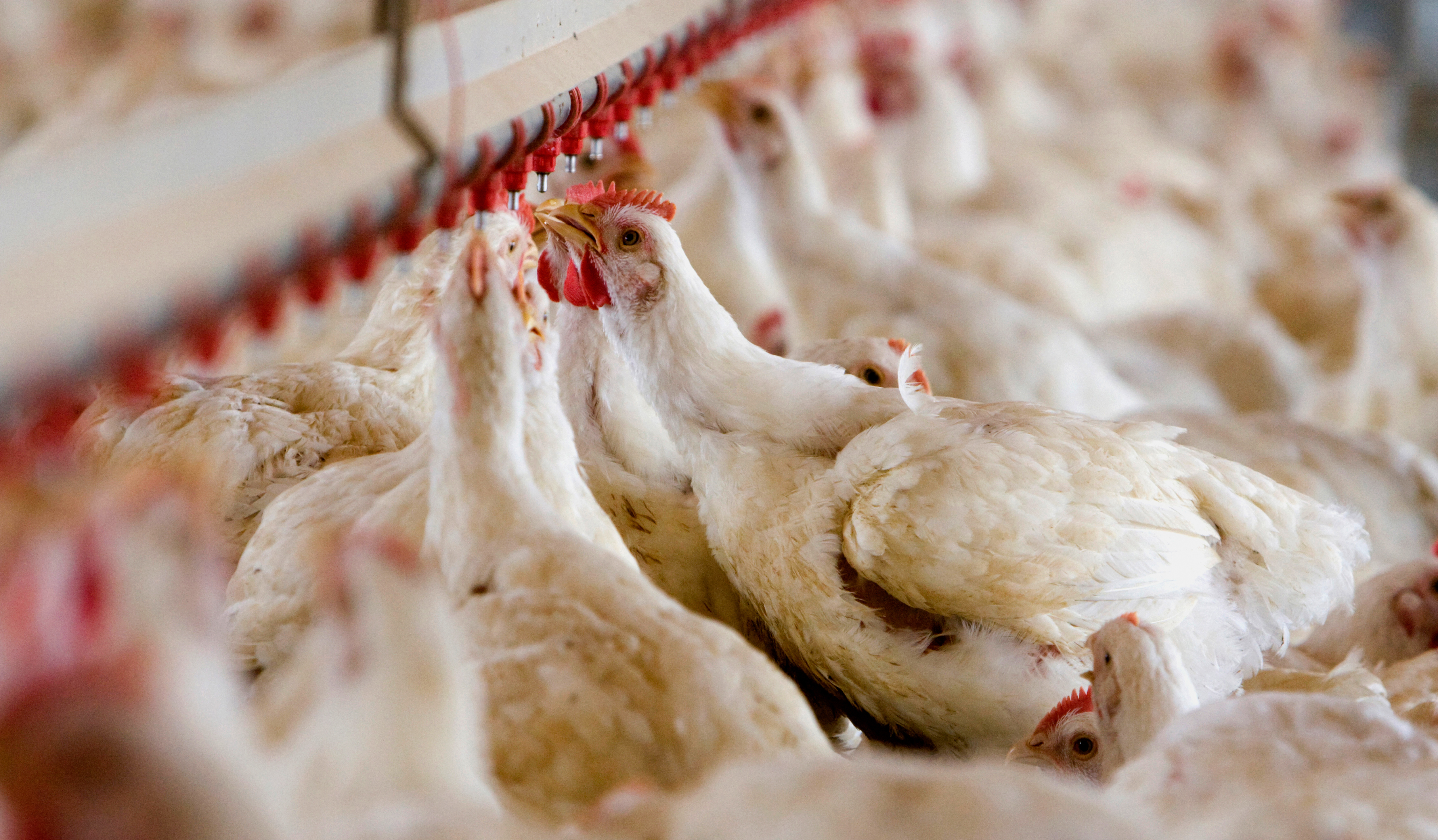 broiler chickens drinking water out of an overhead drip system