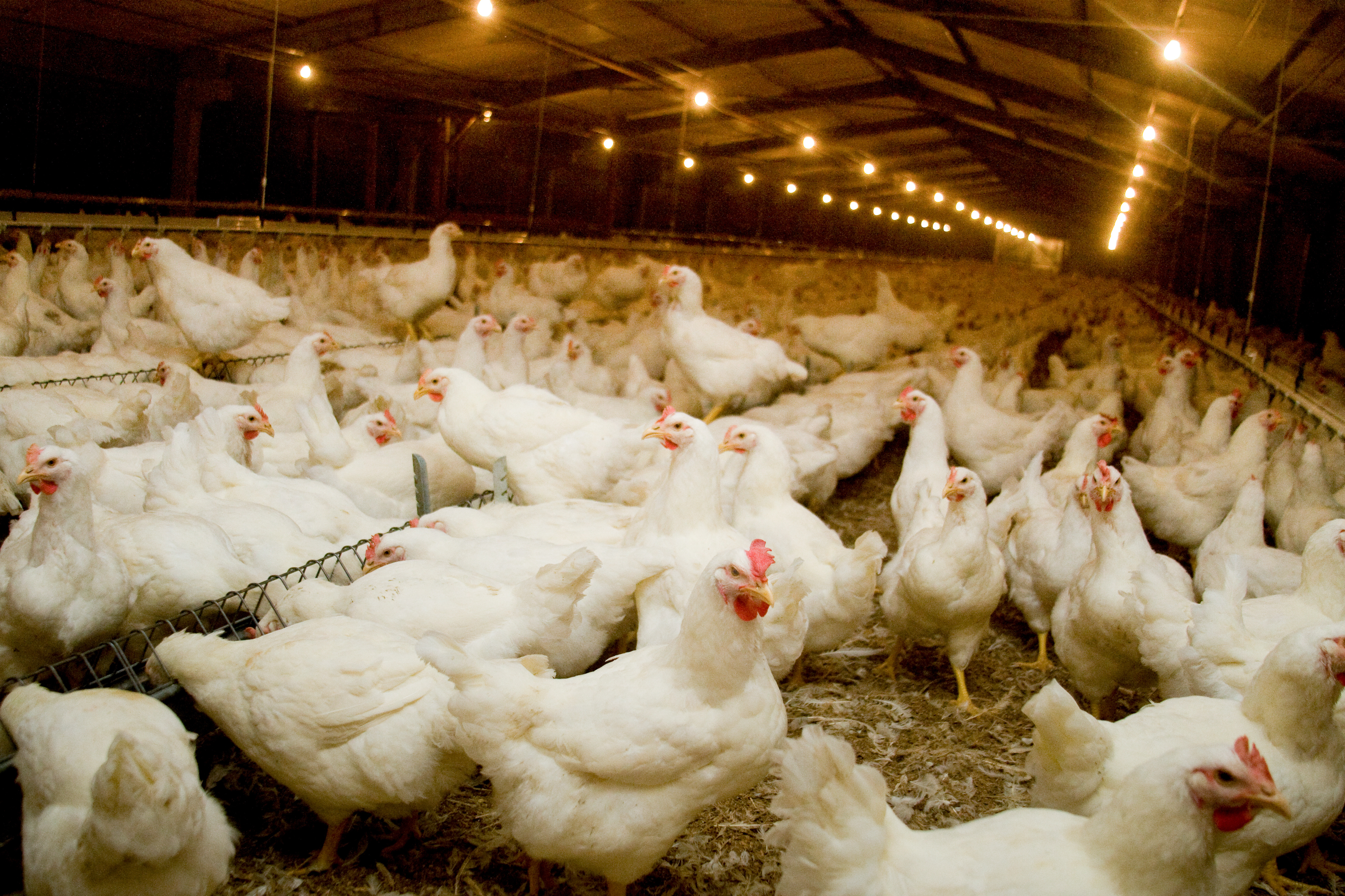 Flock of broiler chickens in an indoor barn