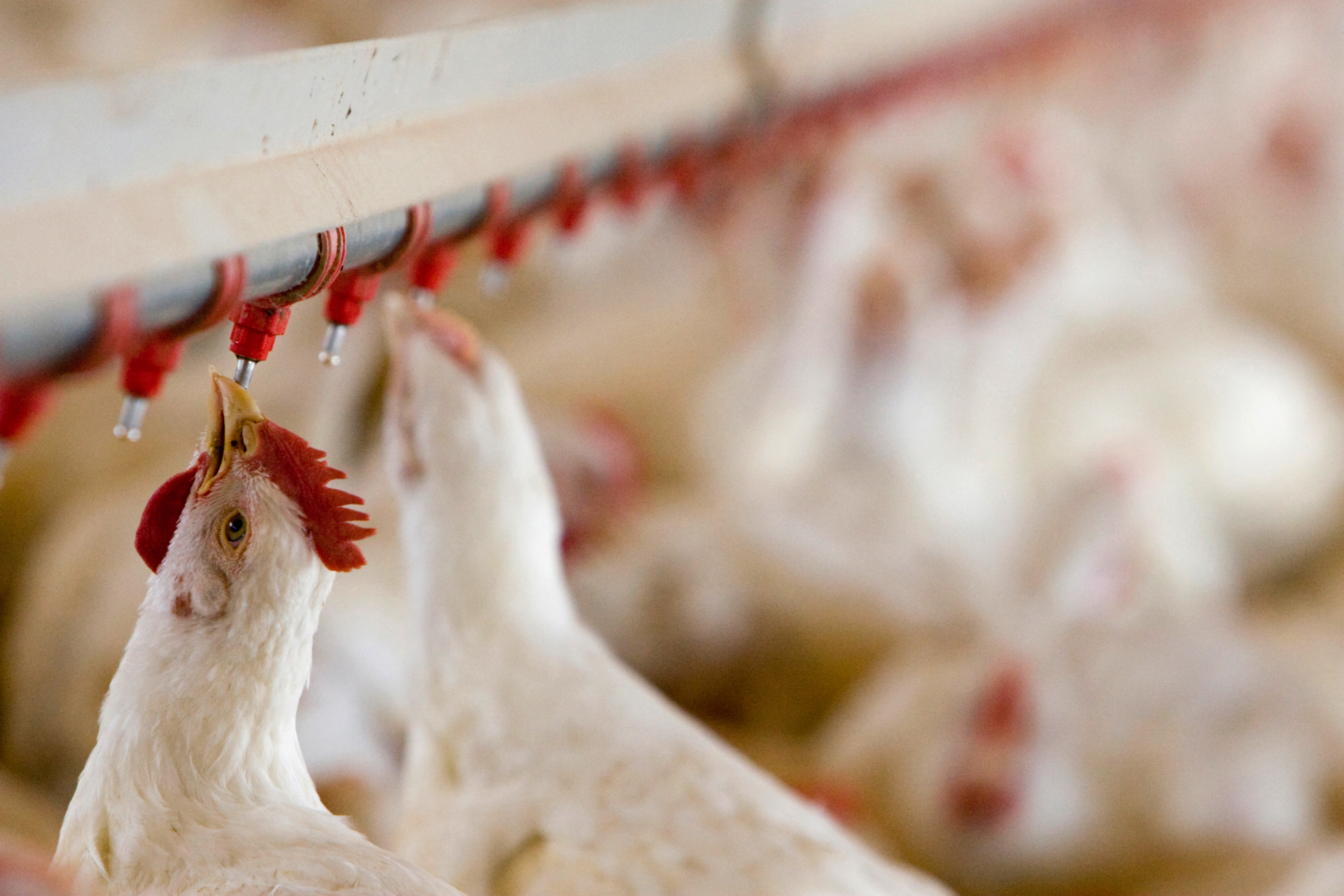 Chickens using a nipple drinker