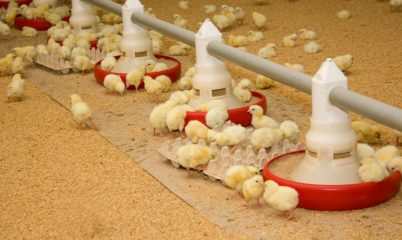 US researcher evaluates greater darkish sessions after broiler chick placement