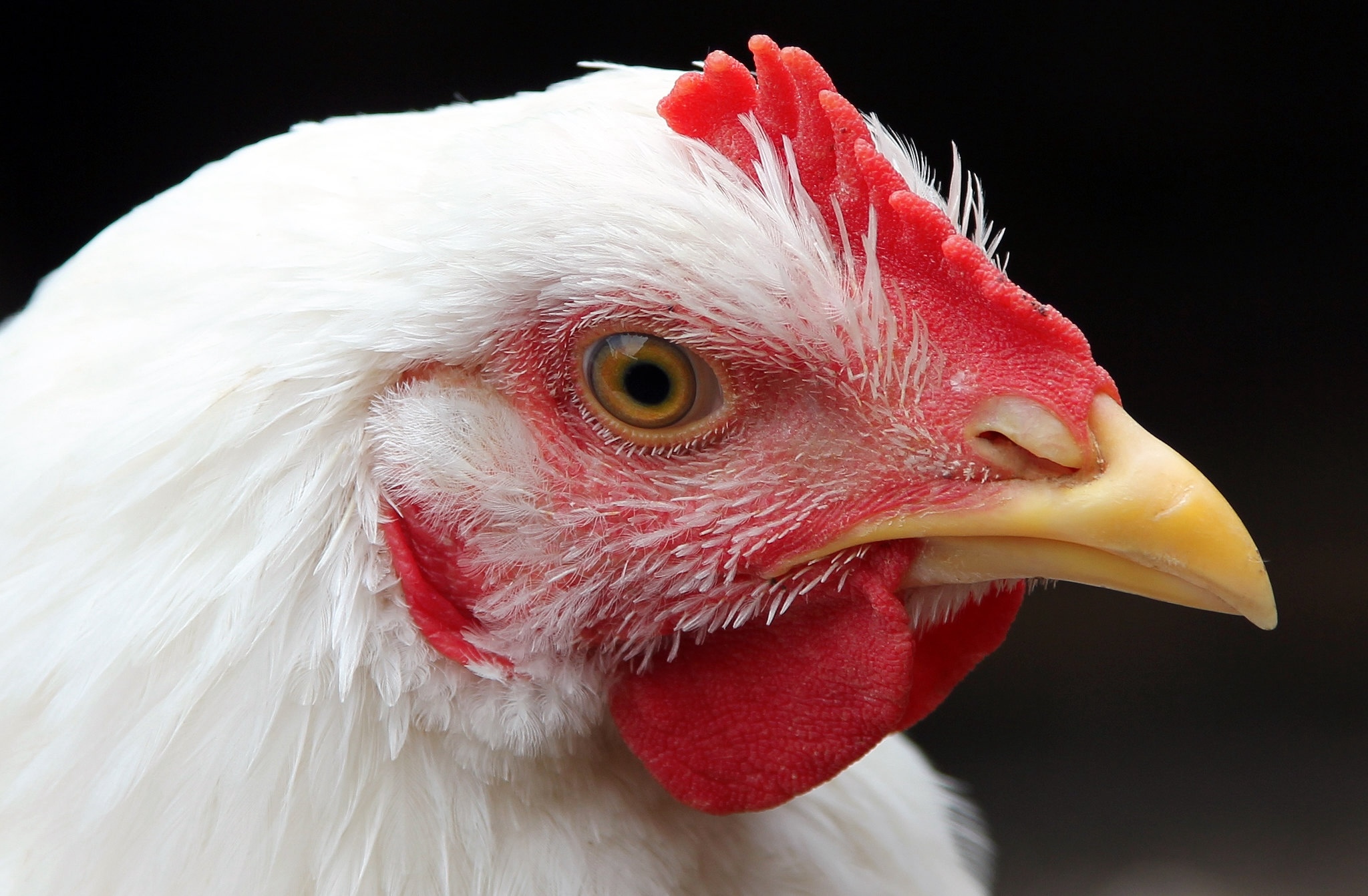 USDA launches national study of small enterprise poultry farms