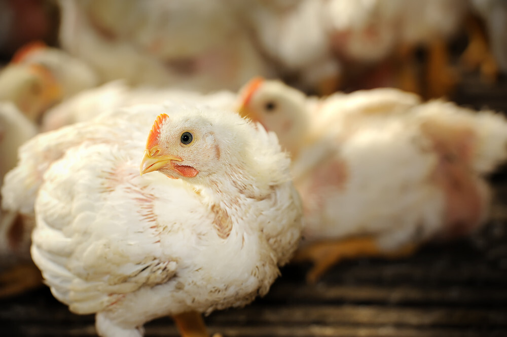 Researchers discover what makes some chickens extra water effective than others