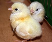 Day-old chicks.