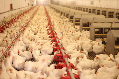 New Farmer's Guide to the Commercial Broiler Industry: Farm Types