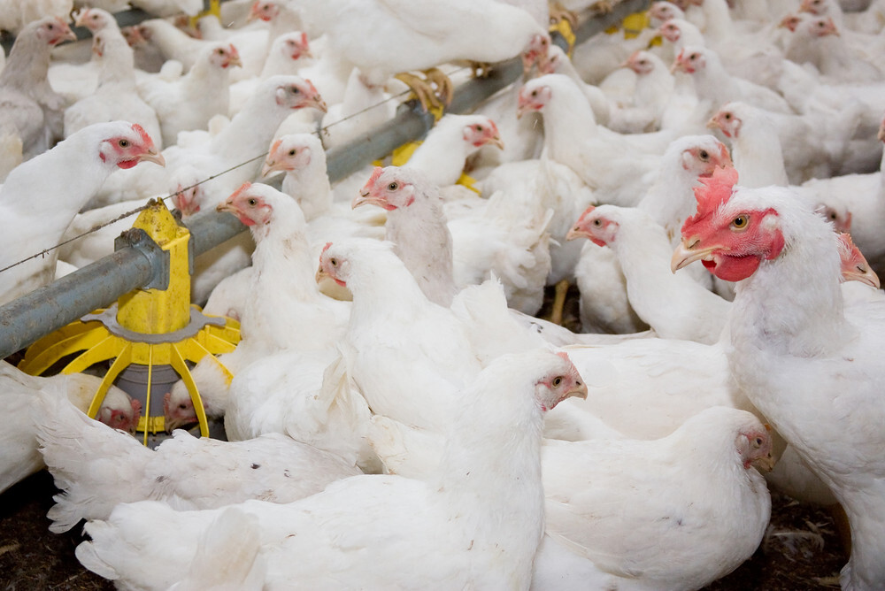 Global poultry growth seen strong again in 2026 - Rabobank