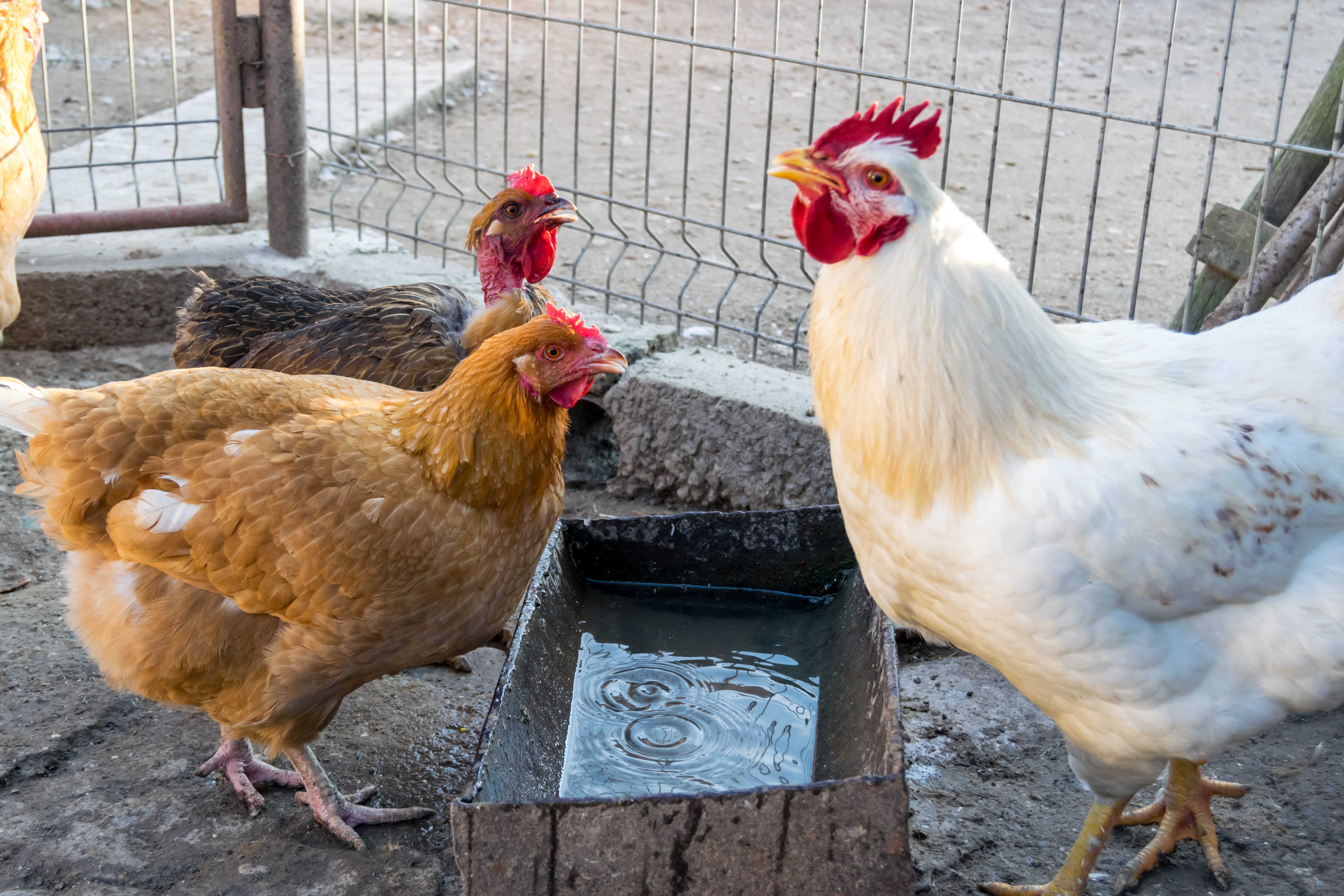 Chickens drinking water