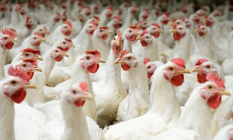 Dutch poultry equipment supplier severs ties with the Russia - Poultry World