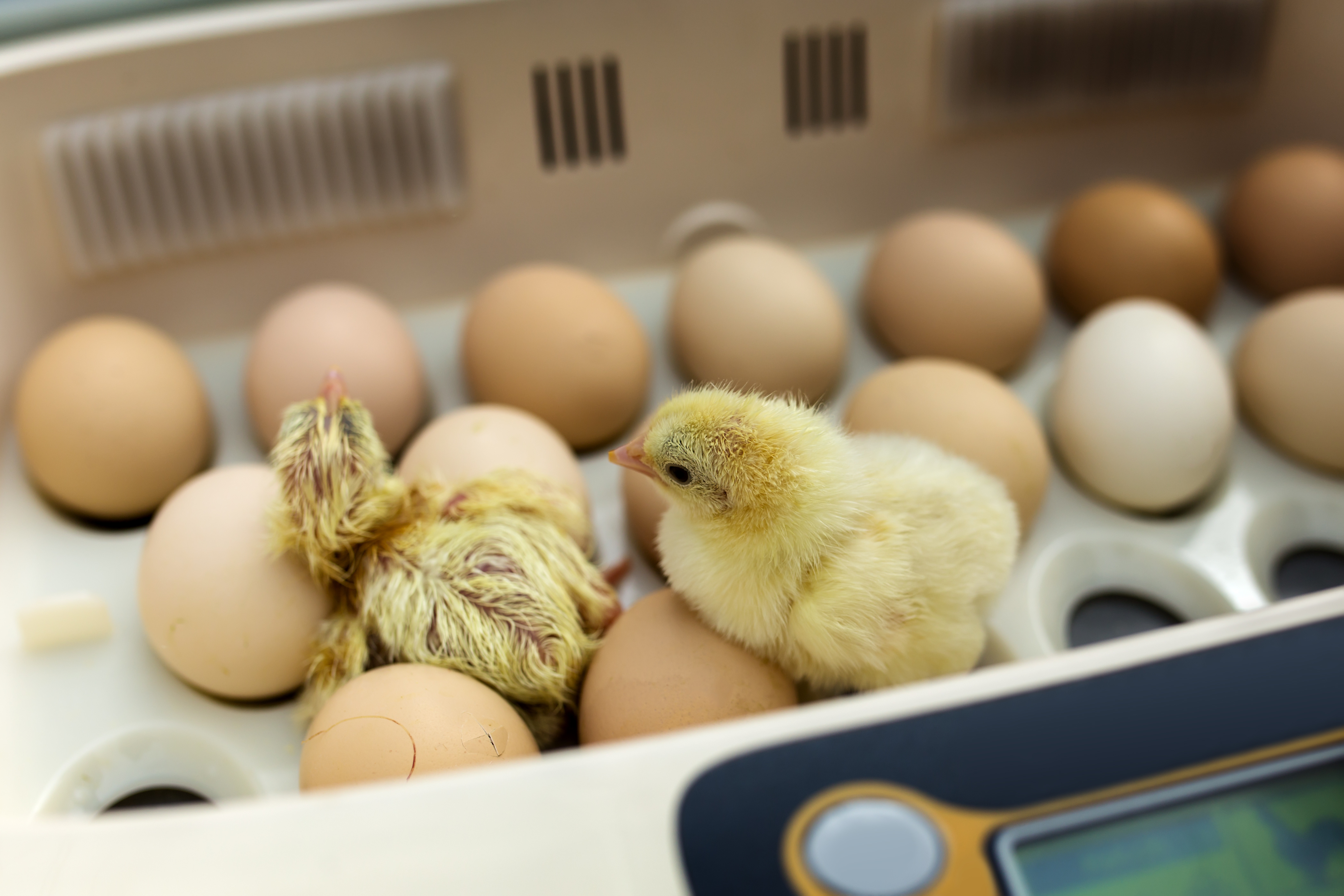 Be sure to source chicks from hatcheries with high welfare and biosecurity standards