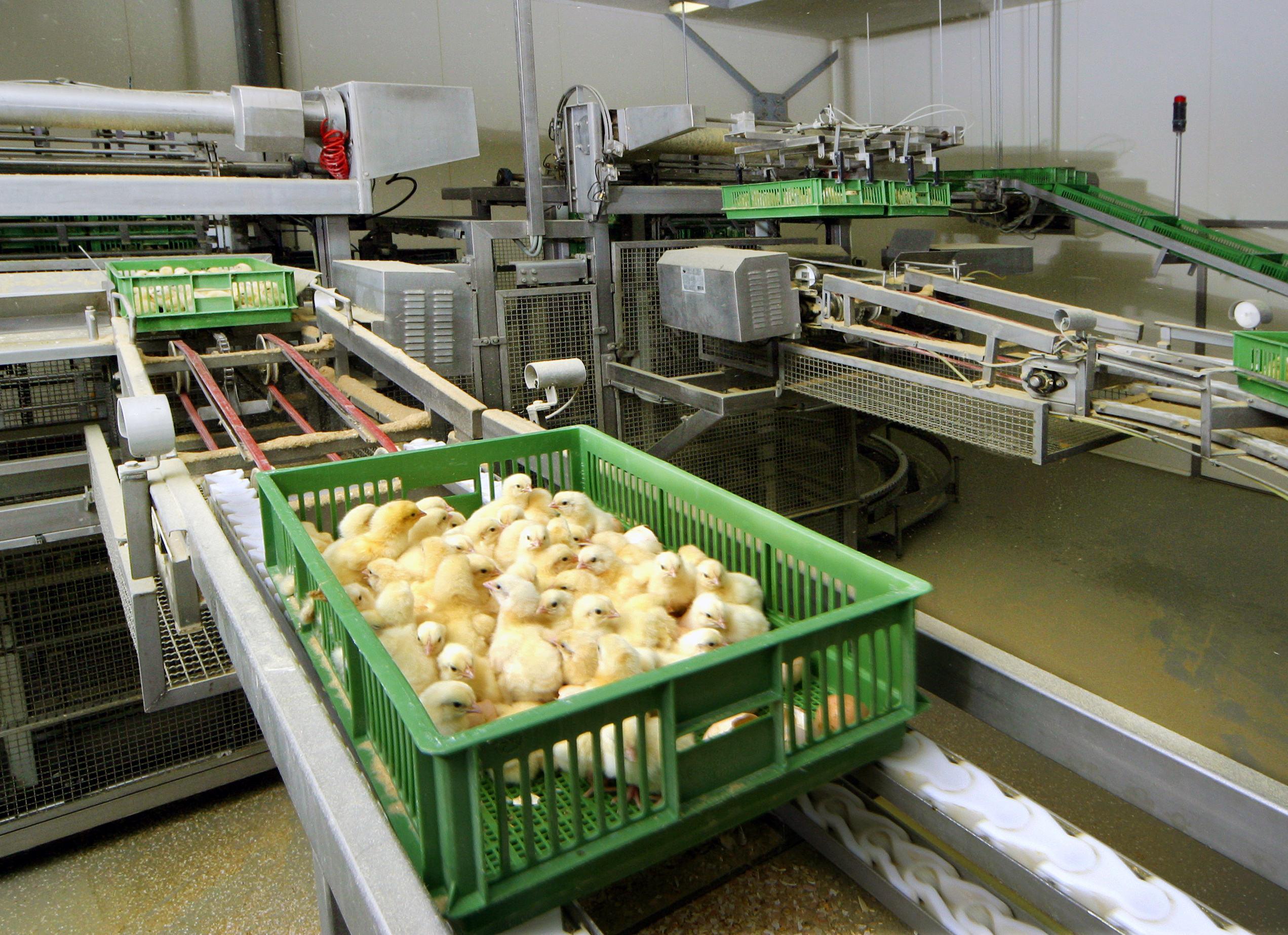 baby chicks in a green basket being moved along a conveyer belt