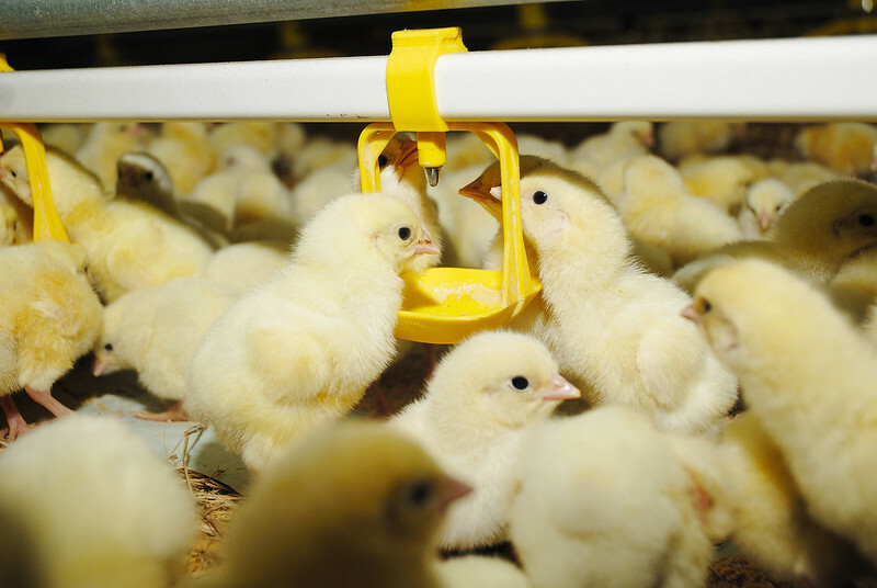 E. cecorum impacts younger broilers