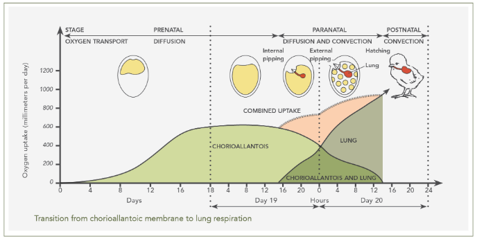 Respiratory evolution of a chick