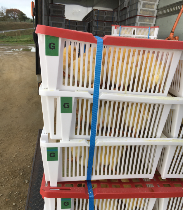 Prepared Shipment of GP Chicks from Cobb NZ.