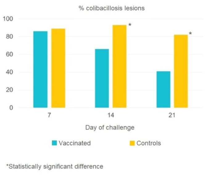 Figure 1: Percentage of colibacillosis lesions in Poulvac® E. coli vaccinated and non-vaccinated birds.
