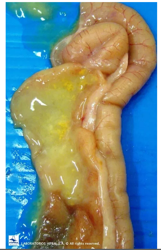 E. praecox in the duodenum: A type of coccidiosis that is not clinical but causes a decrease in growth and feed conversion.