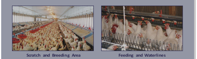 New Farmer's Guide to the Commercial Broiler Industry: Farm Types