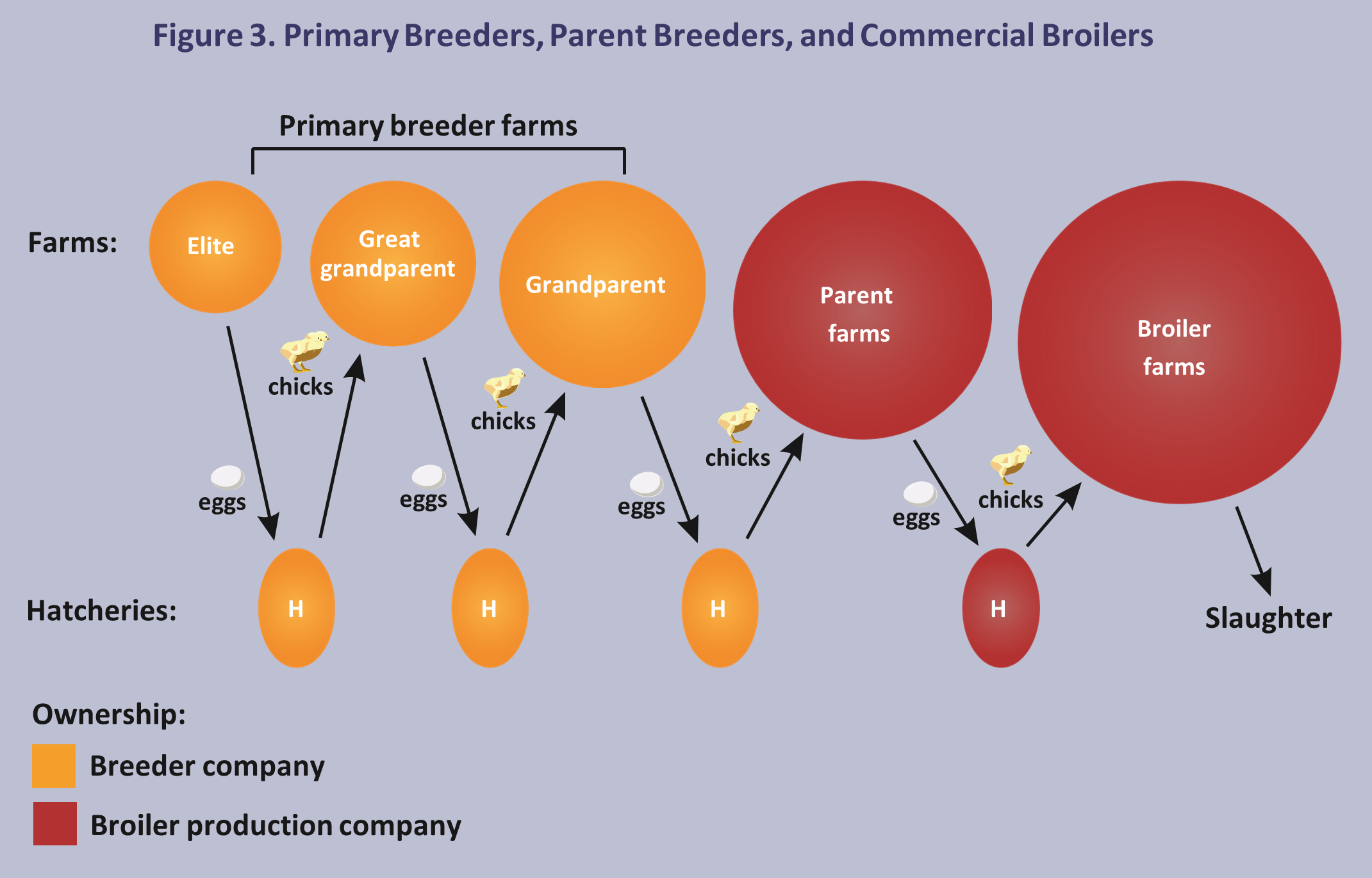 New Farmer's Guide to the Commercial Broiler Industry: Farm Types