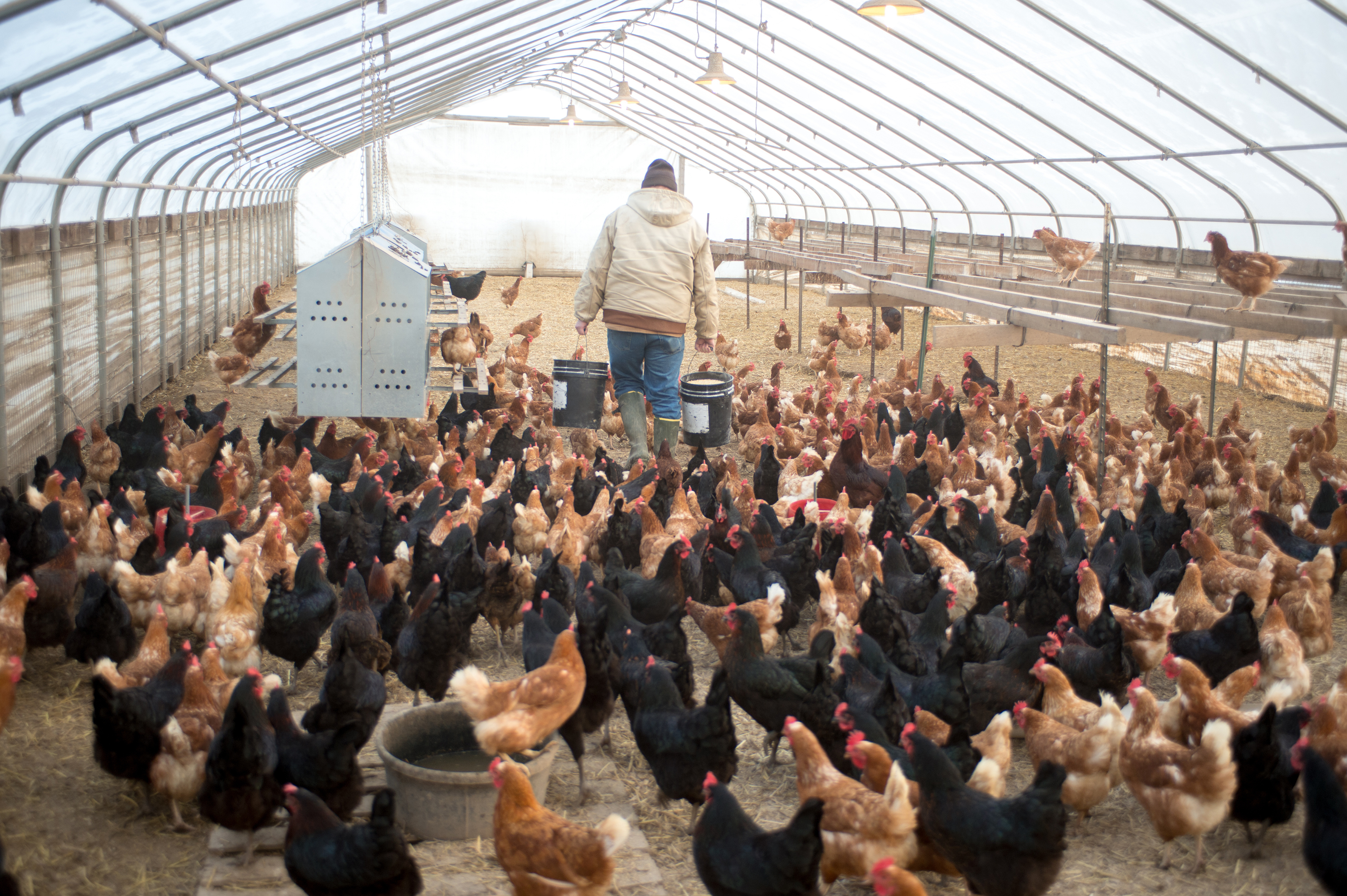 a man carries buckets of feed through a flock of chickens