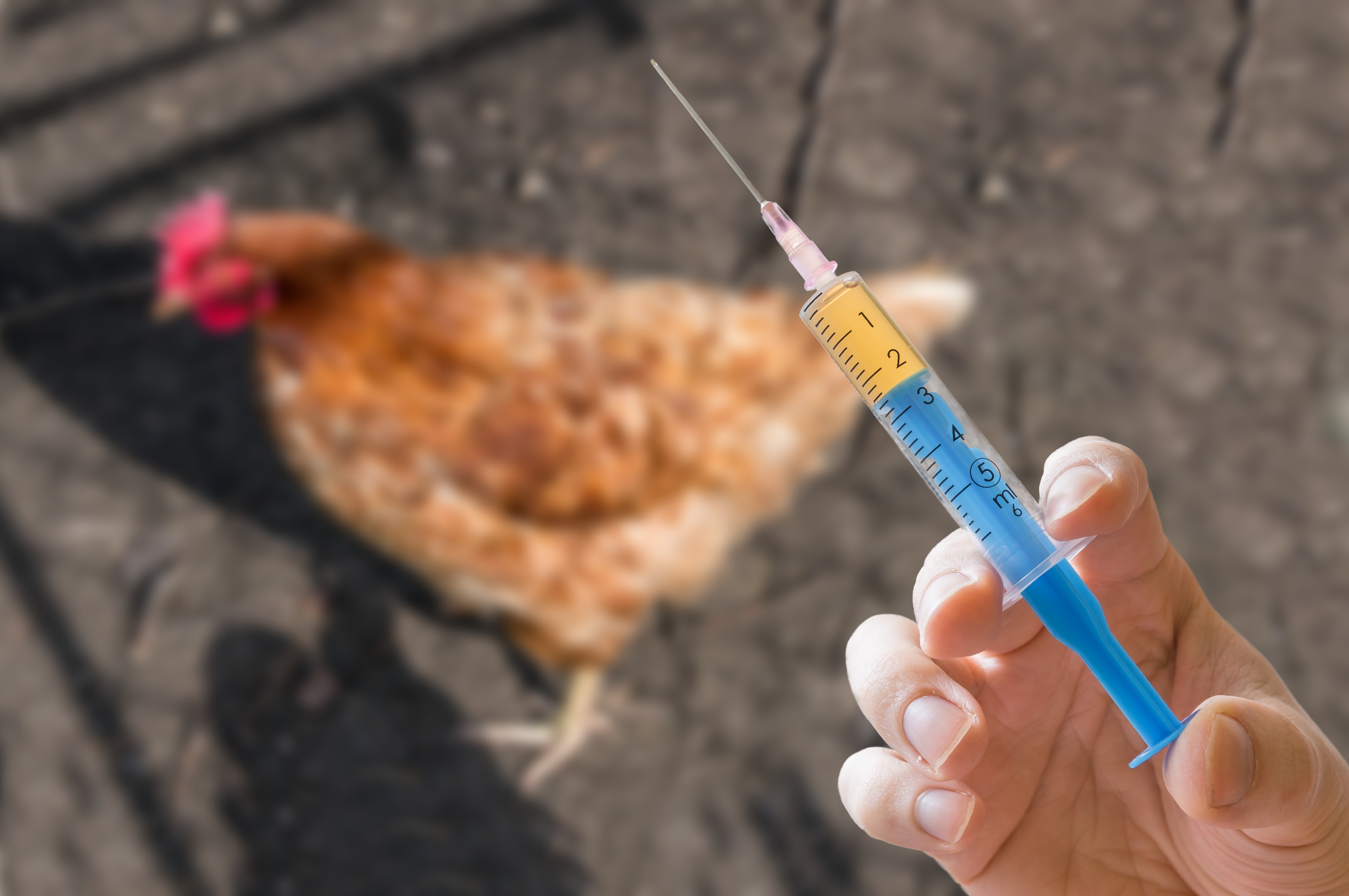 Person holding a syringe full of liquid in front of a chicken