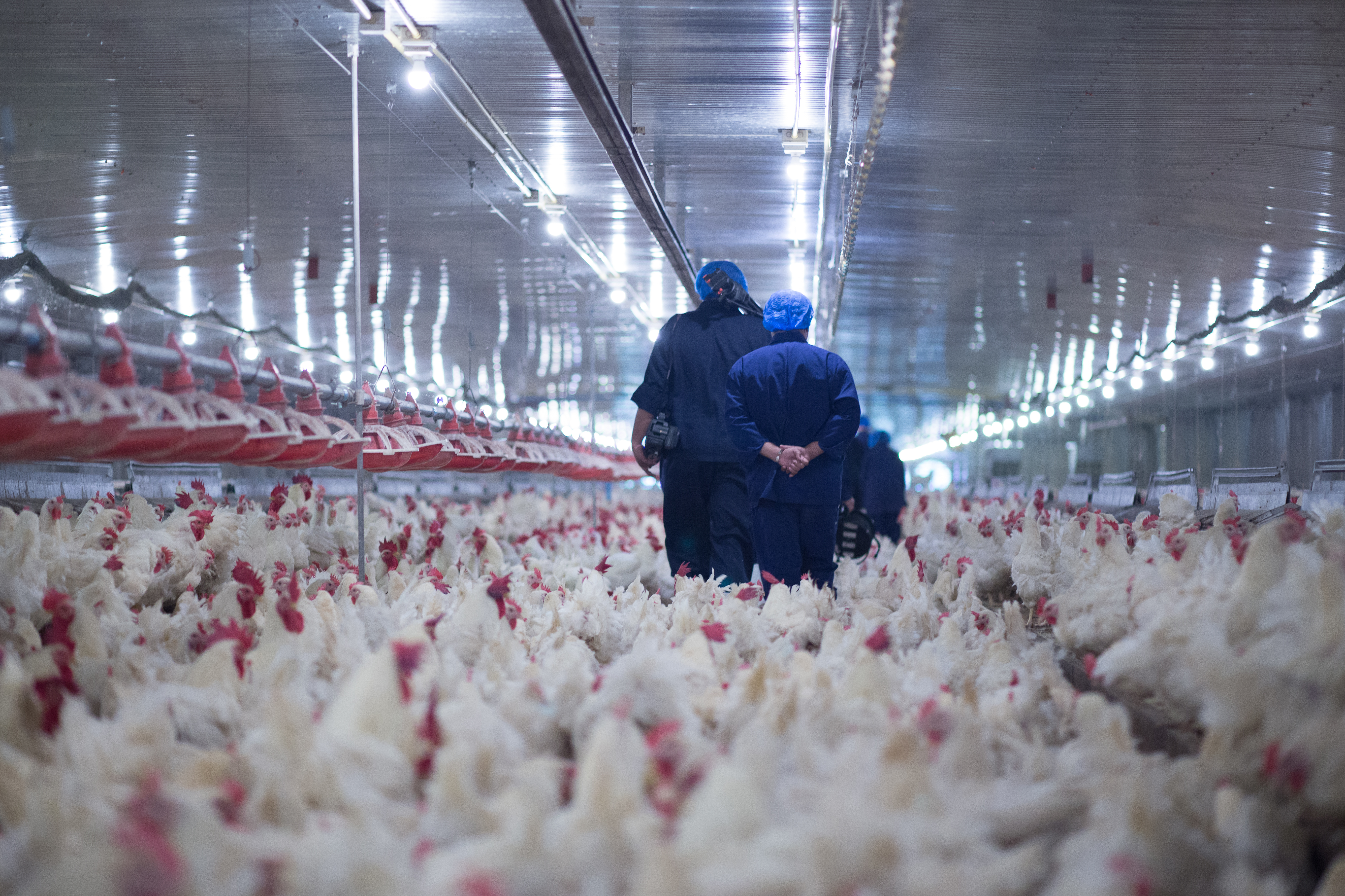 Vets in biosecurity gear walk through a packed boiler shed