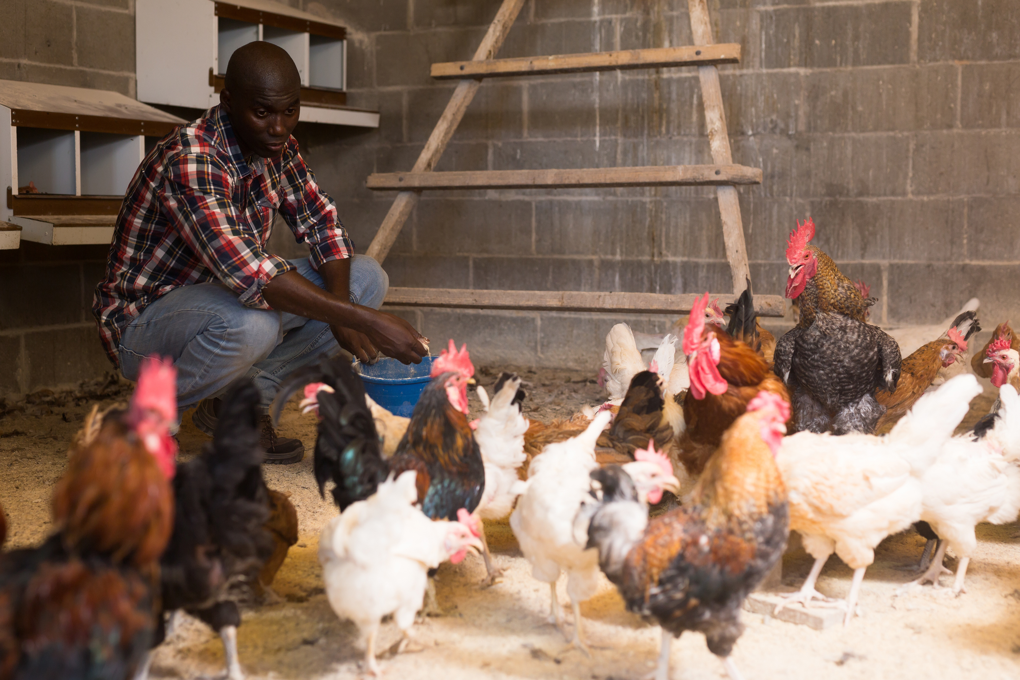 Poultry farmer feeding hens