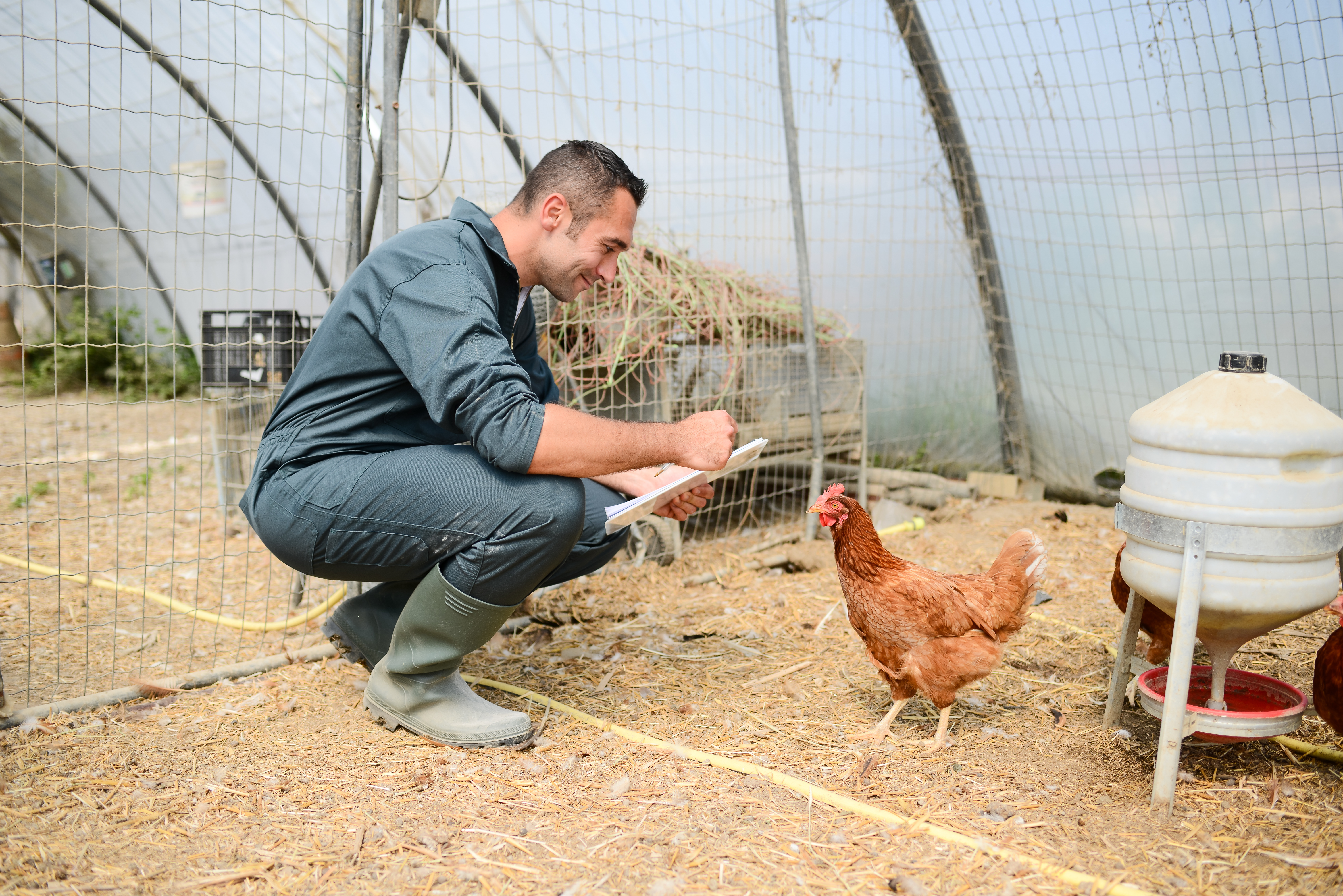 Wearing designated shoes and clothes for the poultry house can prevent the transmission of Newcastle disease