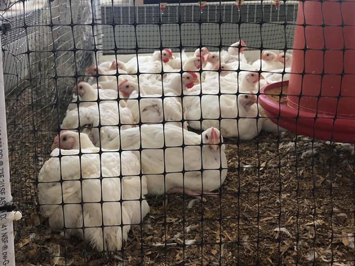 Broiler chickens raised on floor pens covered with litter composed of pine shavings at the University of Georgia's Poultry Research Centre