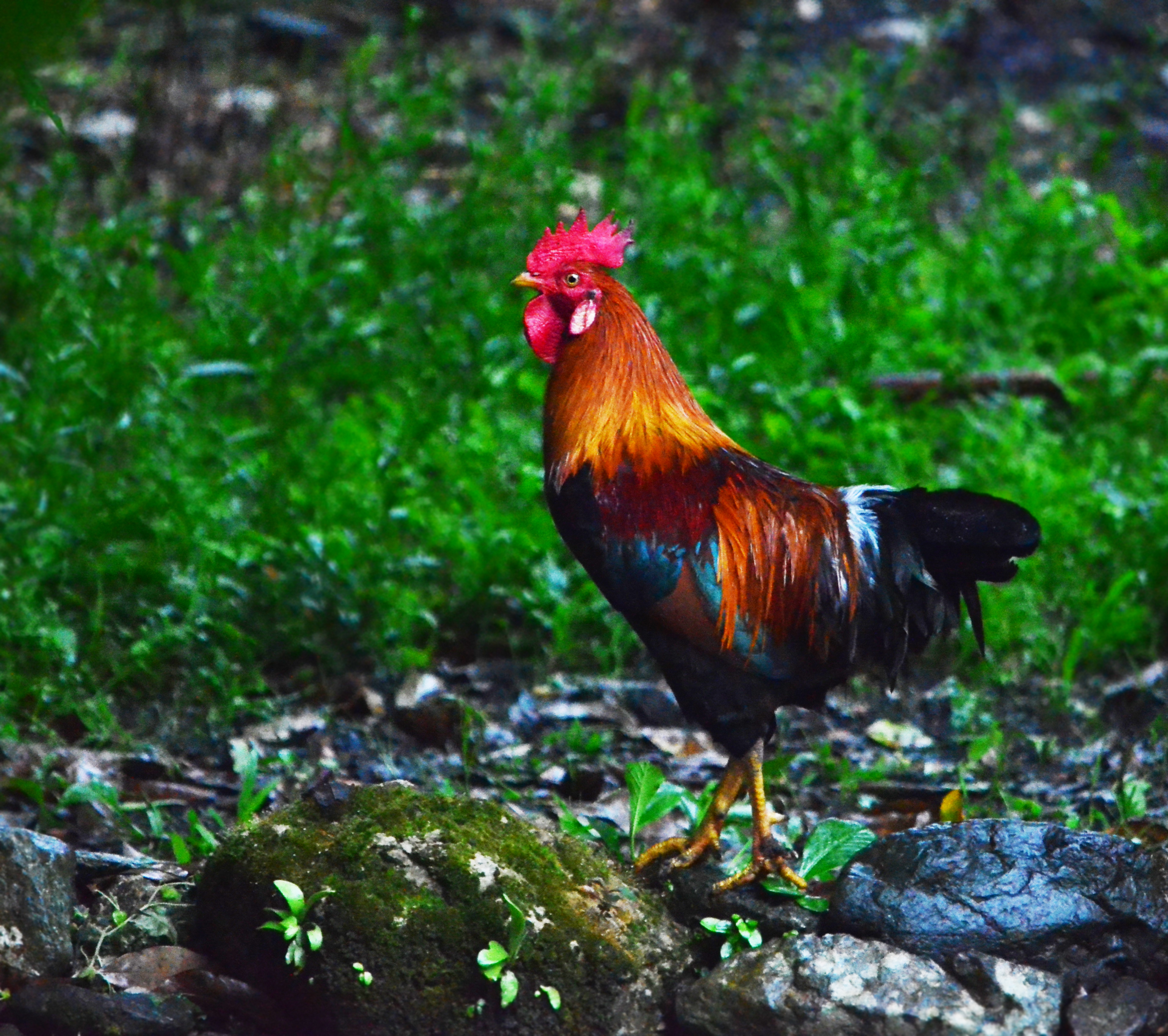 chicken with no feathers on its neck in mexico