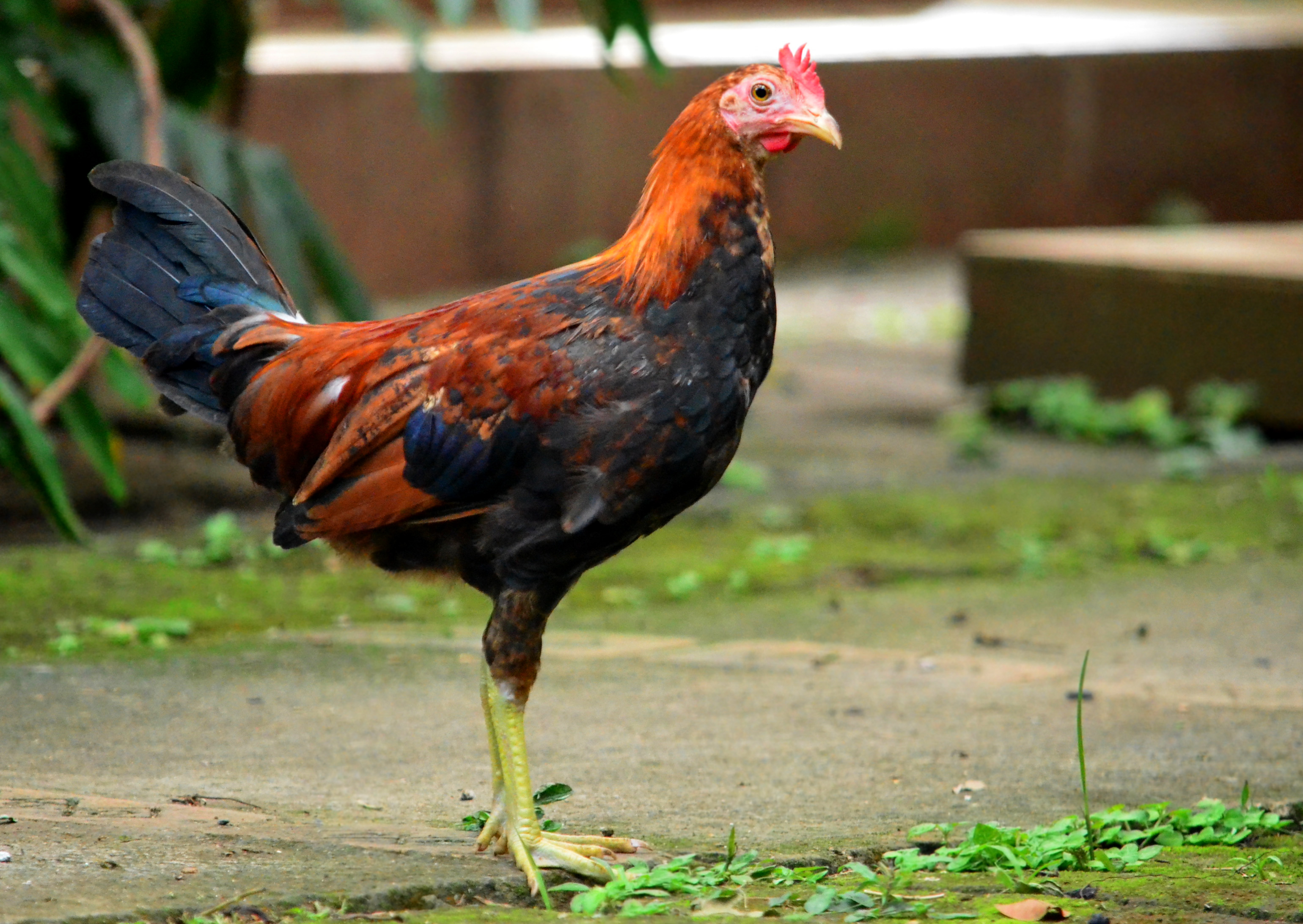 chicken with no feathers on its neck in mexico