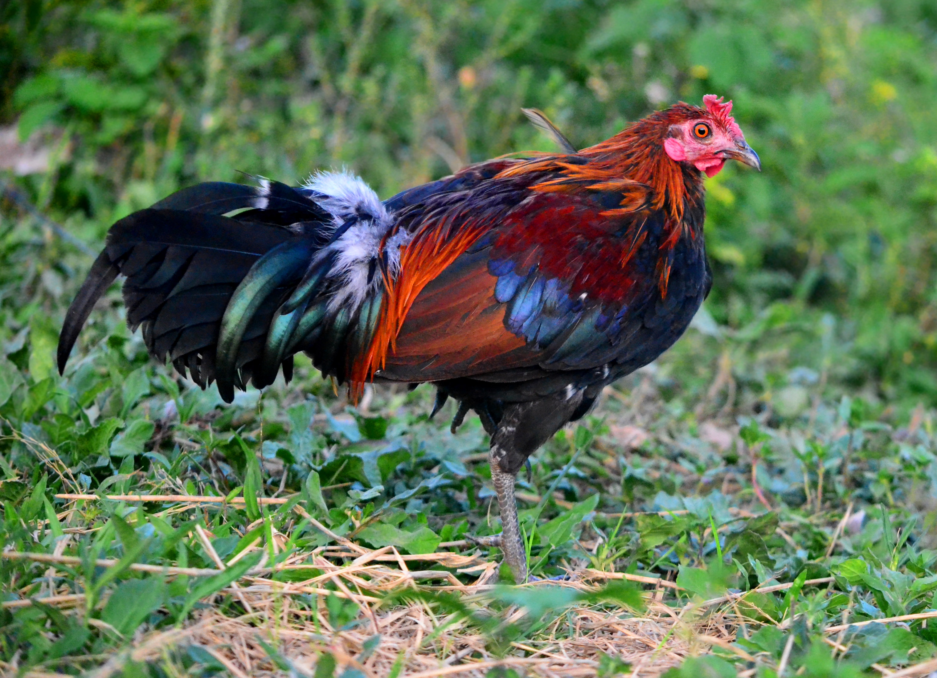 Farming heritage chicken breeds of the Philippines | The Poultry Site