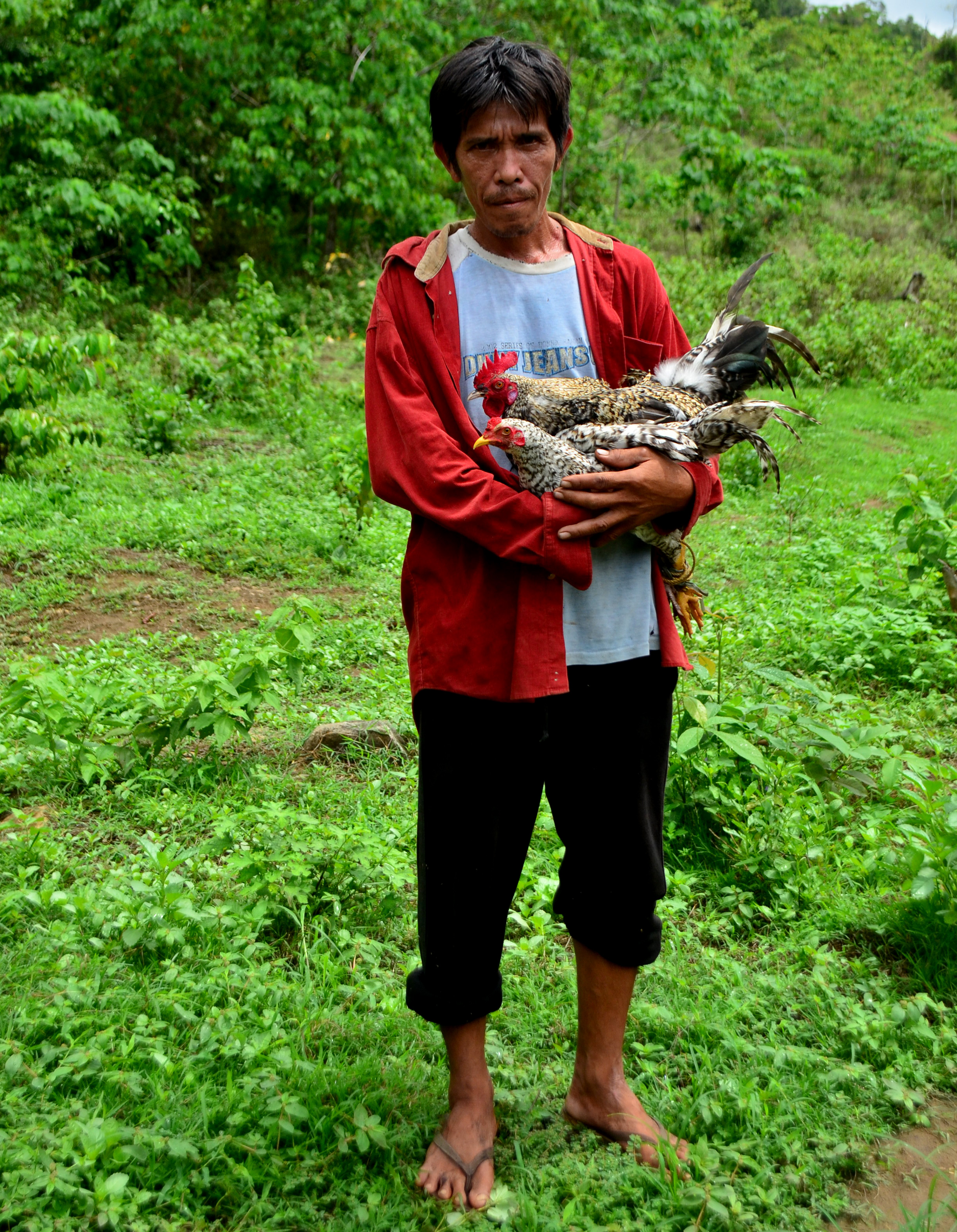 A farmer with Camarines chickens