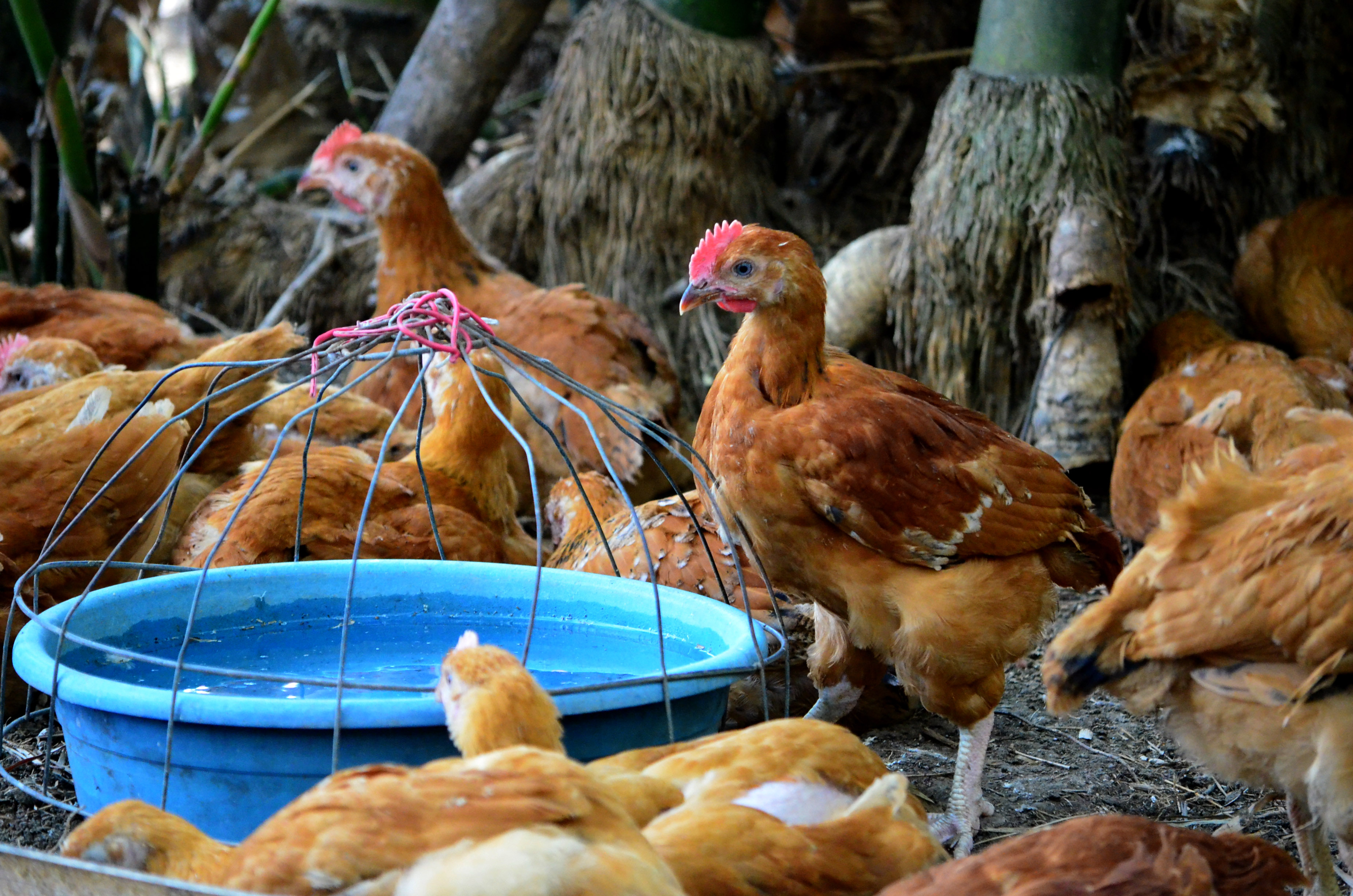 Rooster Long Black Tail Feathers Philippines Stock Photo