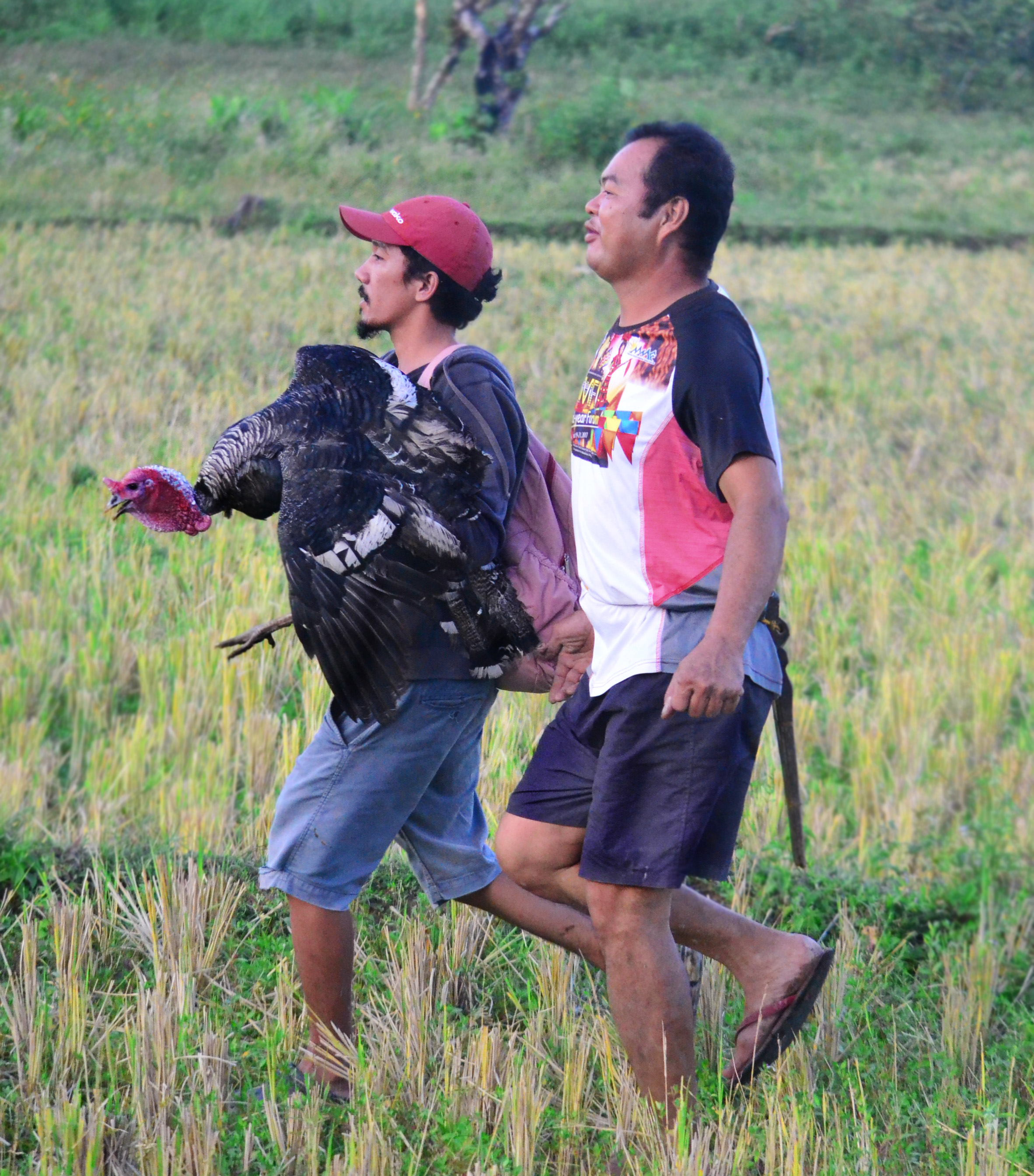 two men in a field walking, one of them holding a turkey