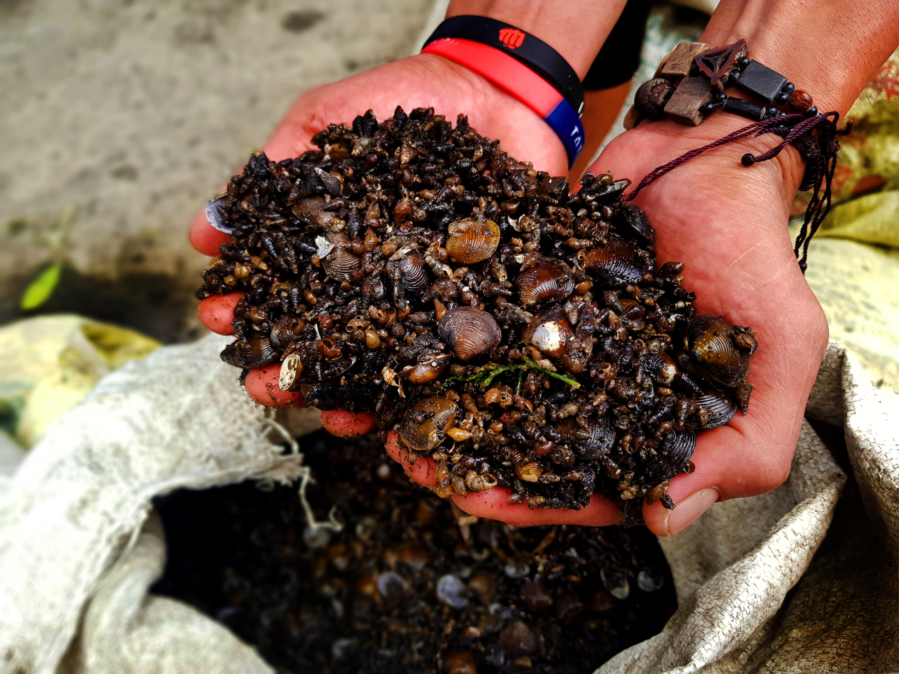 a handful of snails