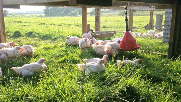 Pastured poultry farming: soil health and sustainability