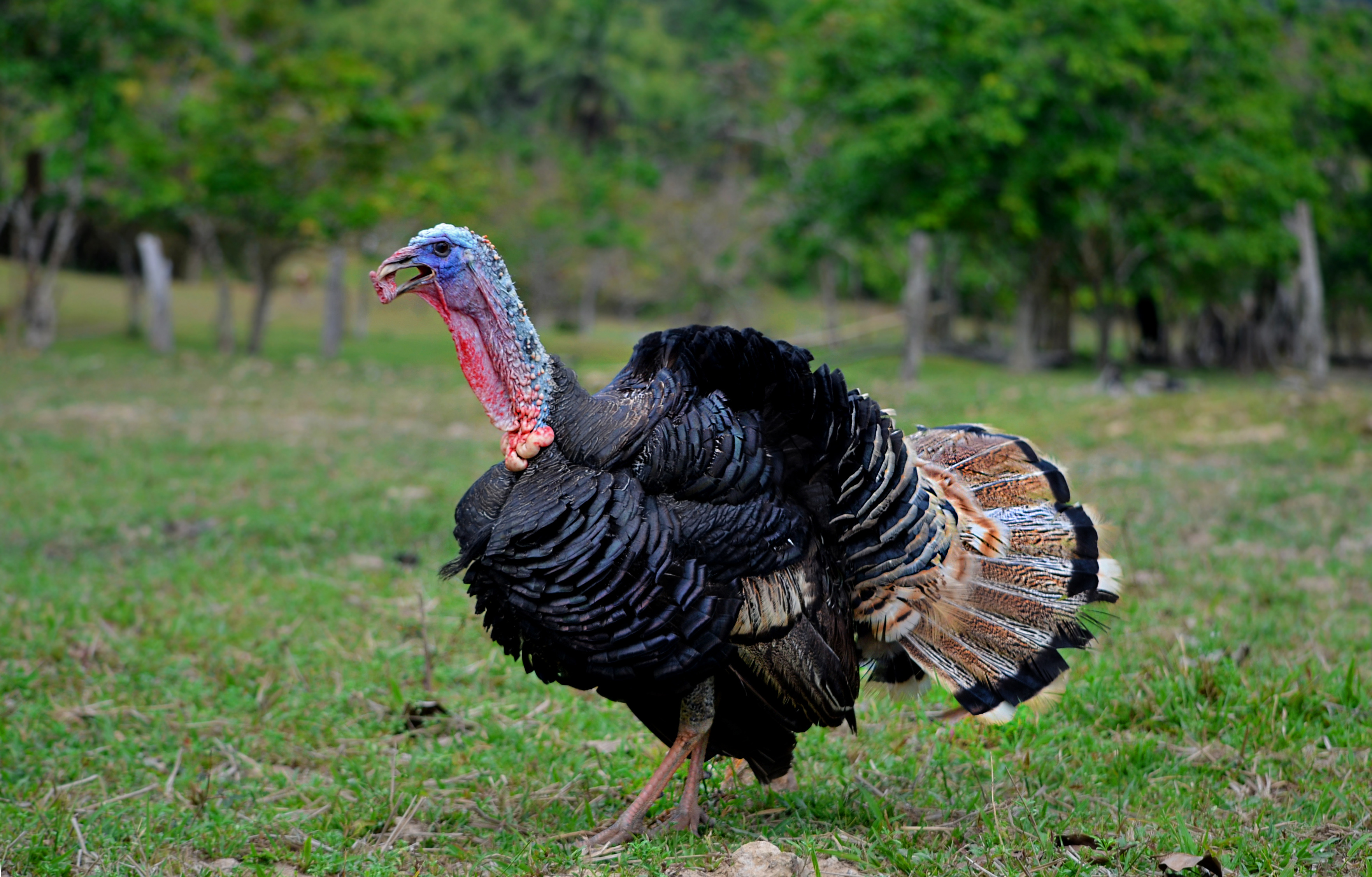 a large turkey with dark feathers