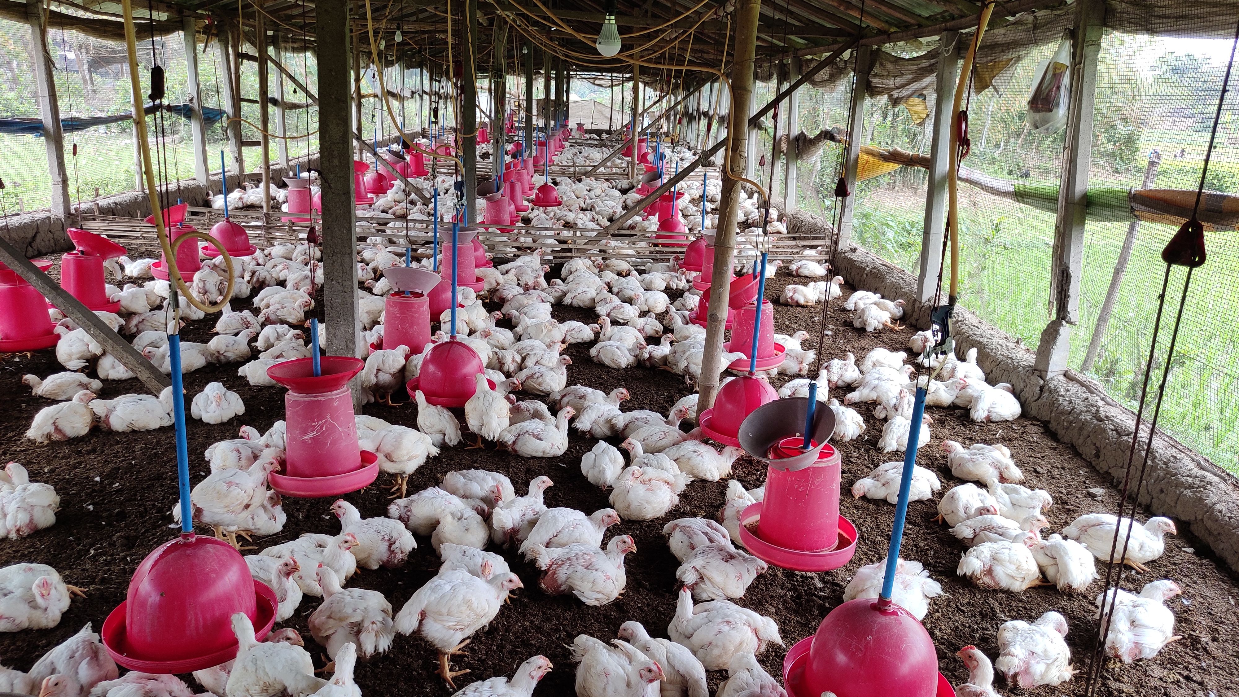 white chickens in an open-air poultry barn